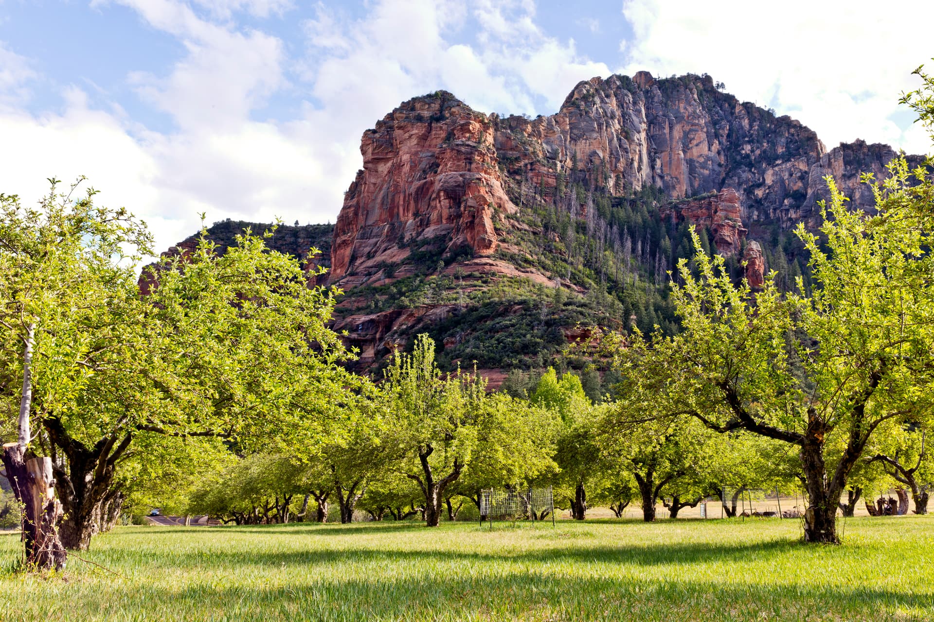 Apple orchard landscape used to illustrate the Apple Hill harvest story