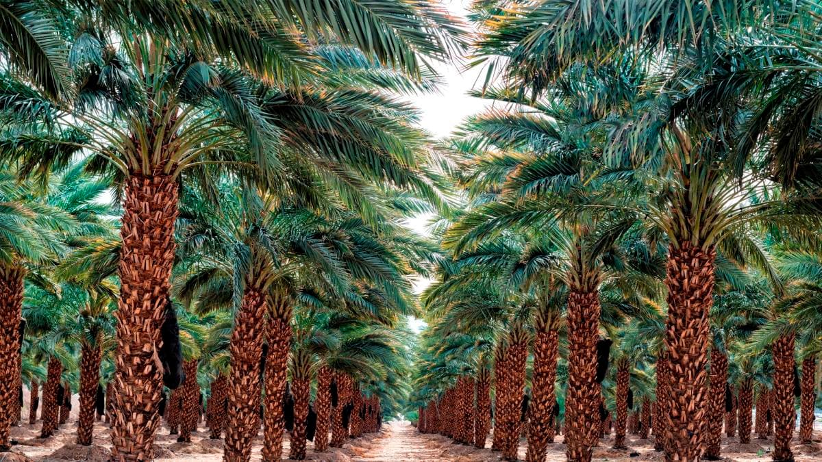 Rows of date palms growing in a Coachella Valley orchard beneath a bright desert sky
