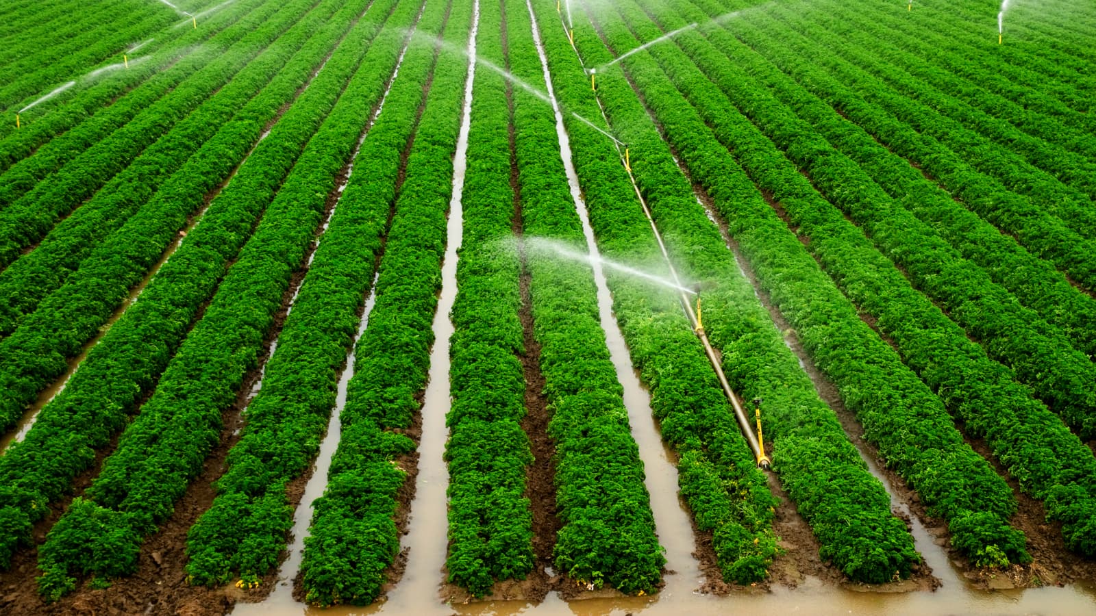 Irrigation water flowing through a farm field