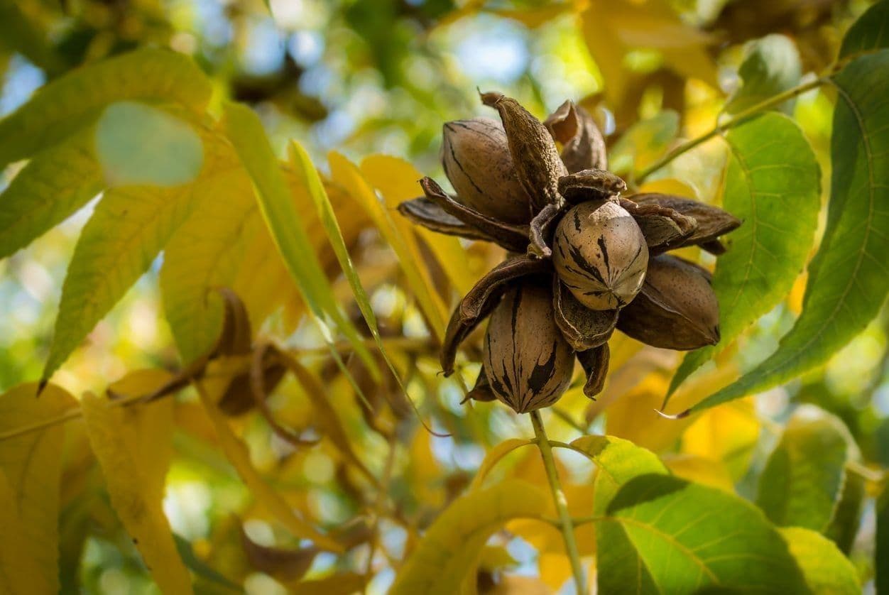 Assorted nuts displayed for sale