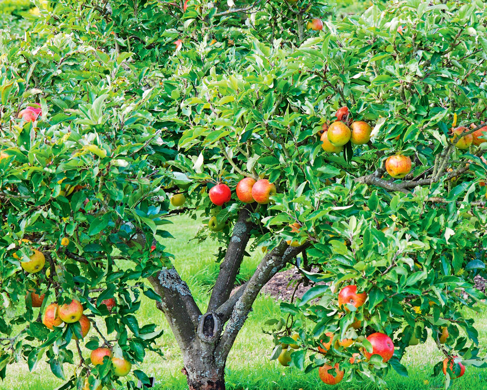 Fruit trees in an orchard
