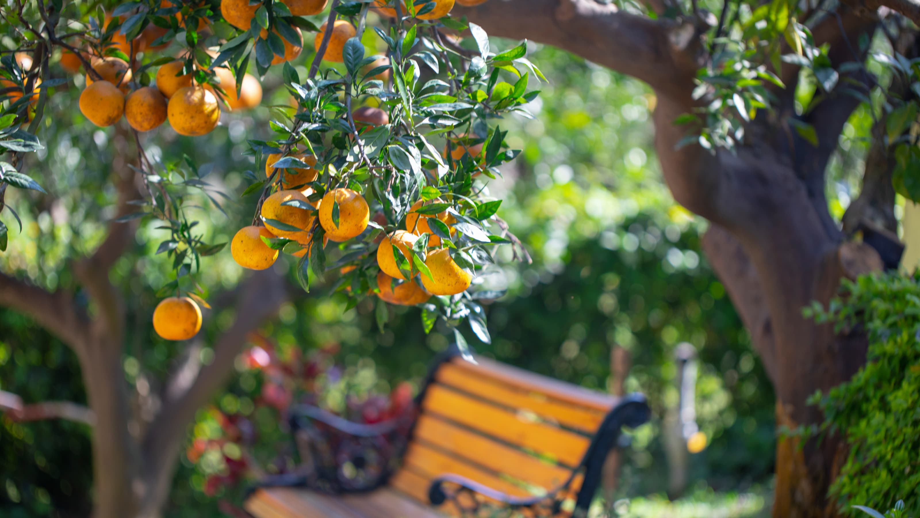 Citrus fruit and foliage in a California orchard