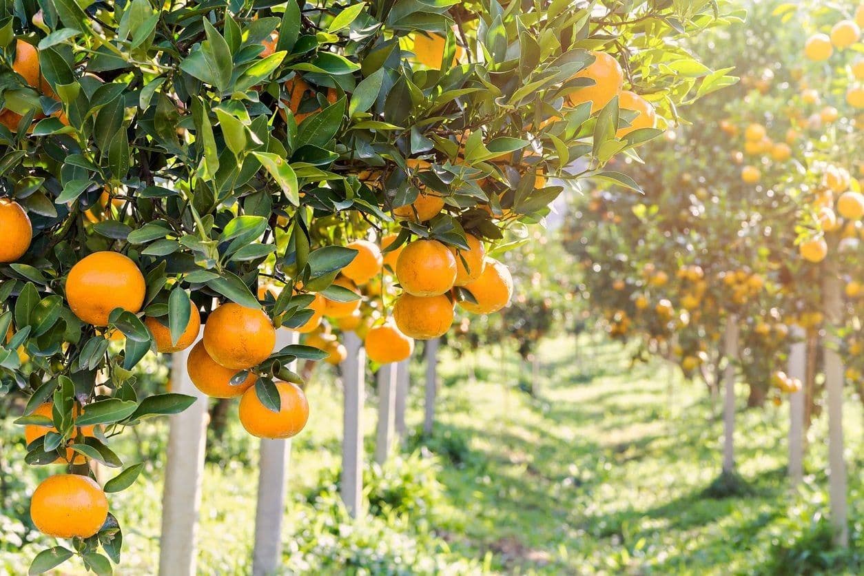 Citrus trees with green fruit in an orchard