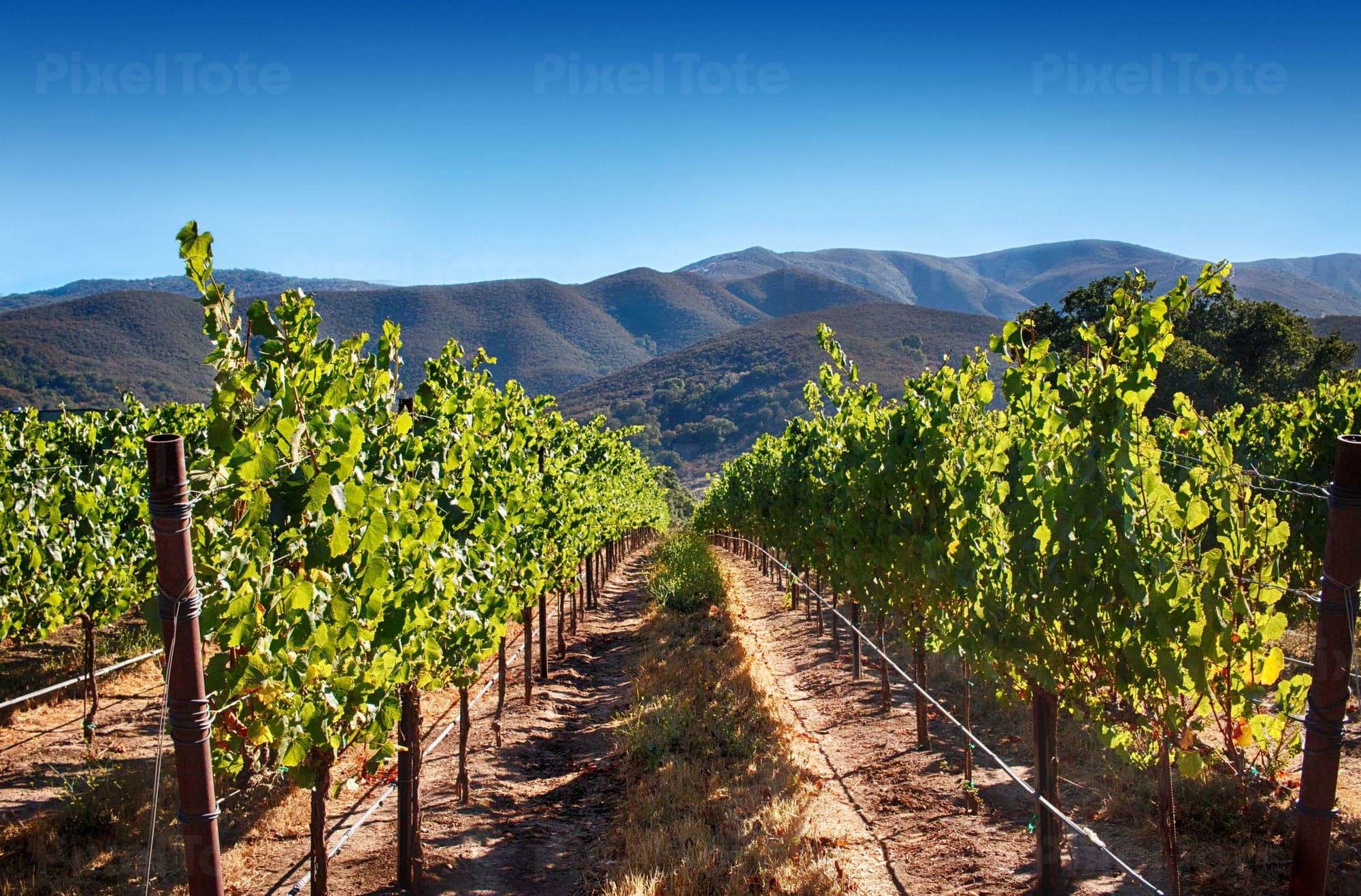 Rows of grapevines running across a vineyard with rolling hills behind them