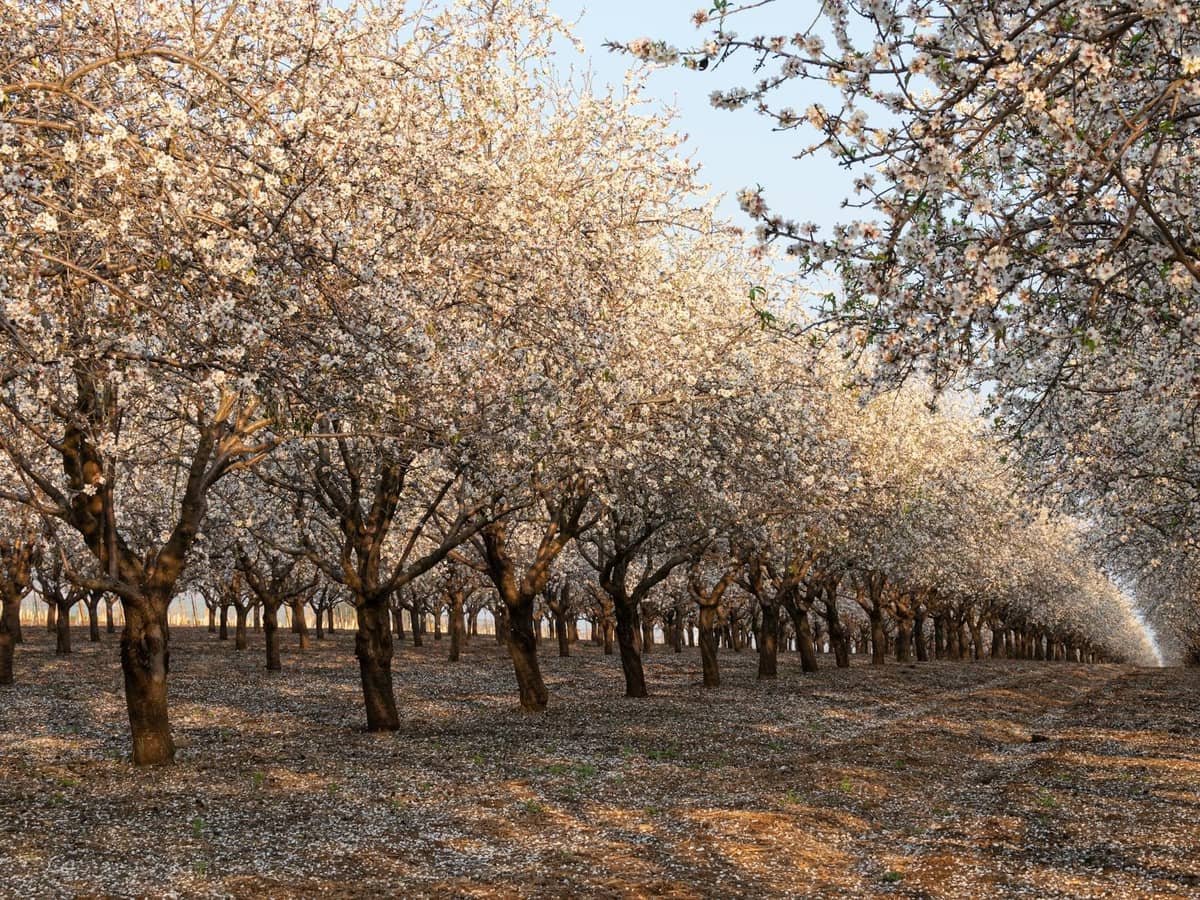 Almond trees covered in pale pink and white blossoms in an orchard