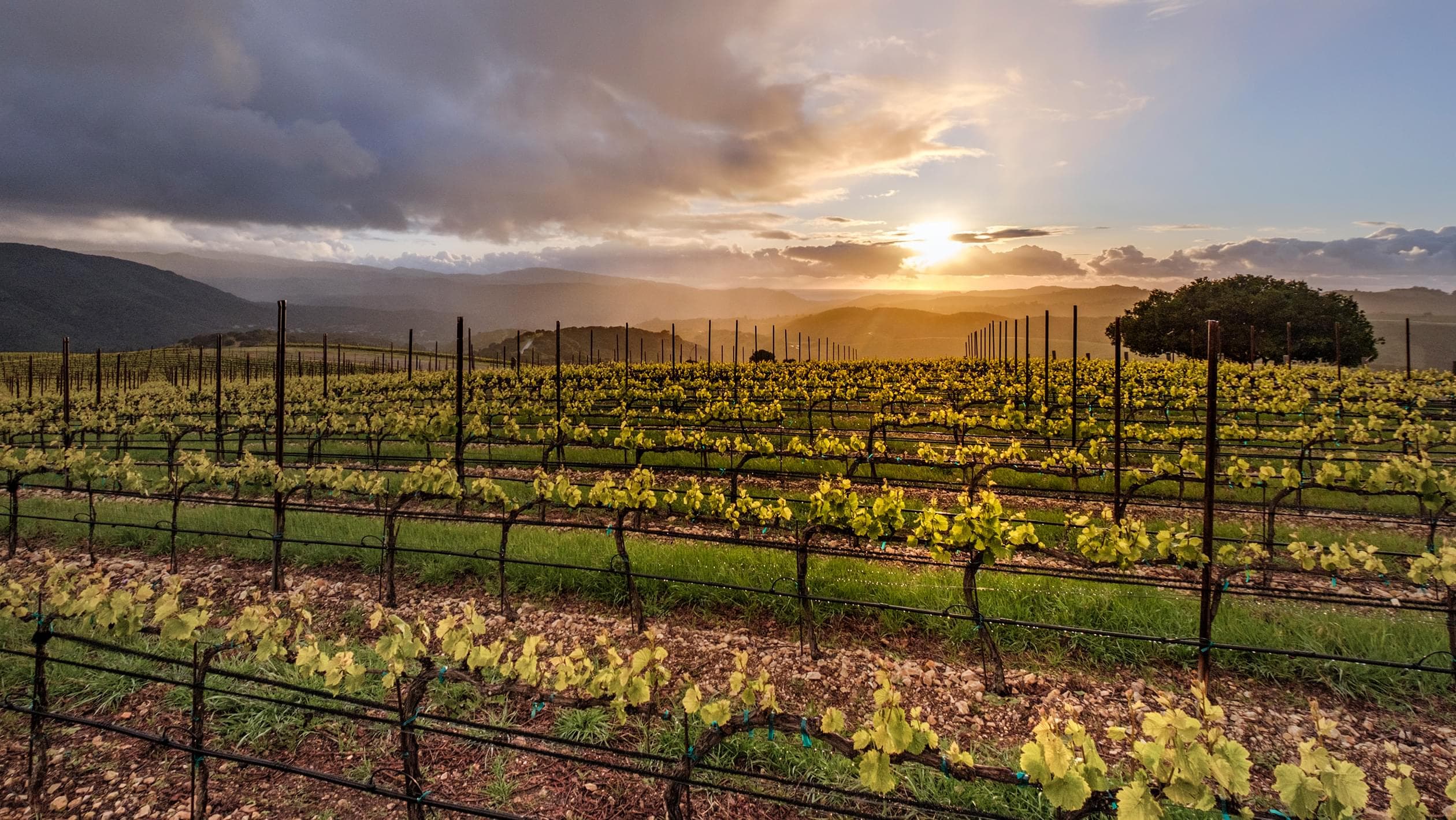 Vineyard rows running across a hillside in warm evening light