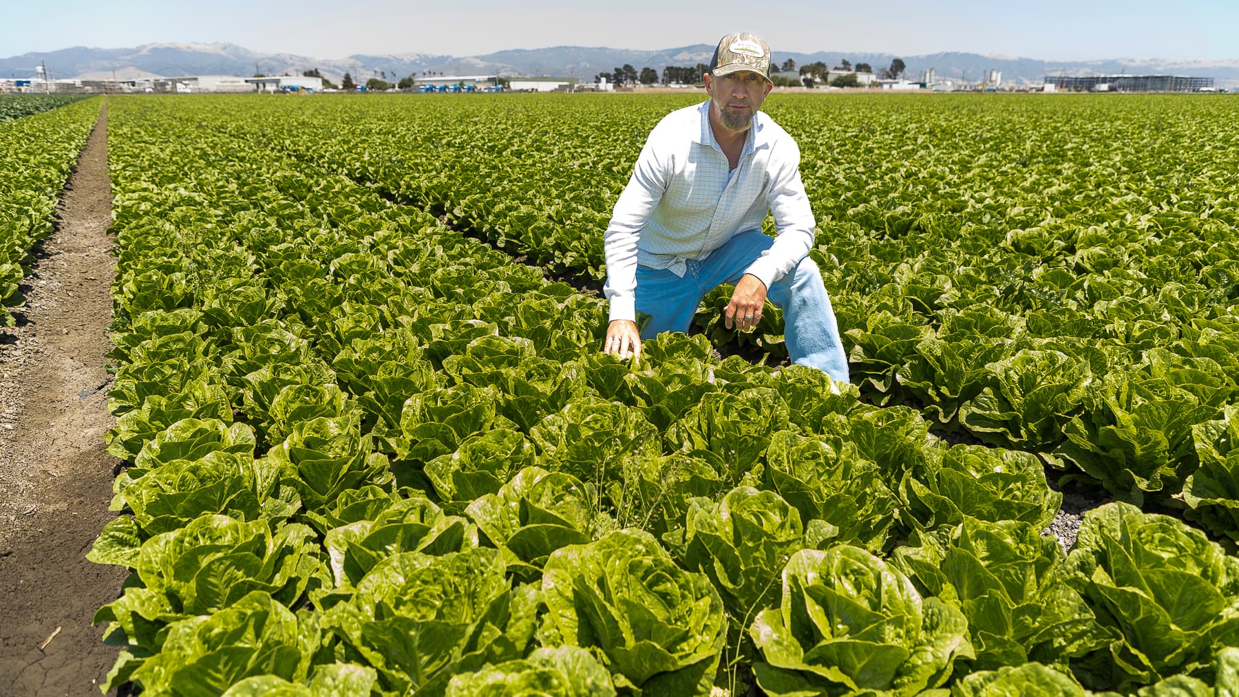 Agricultural field scene in California's Salinas Valley
