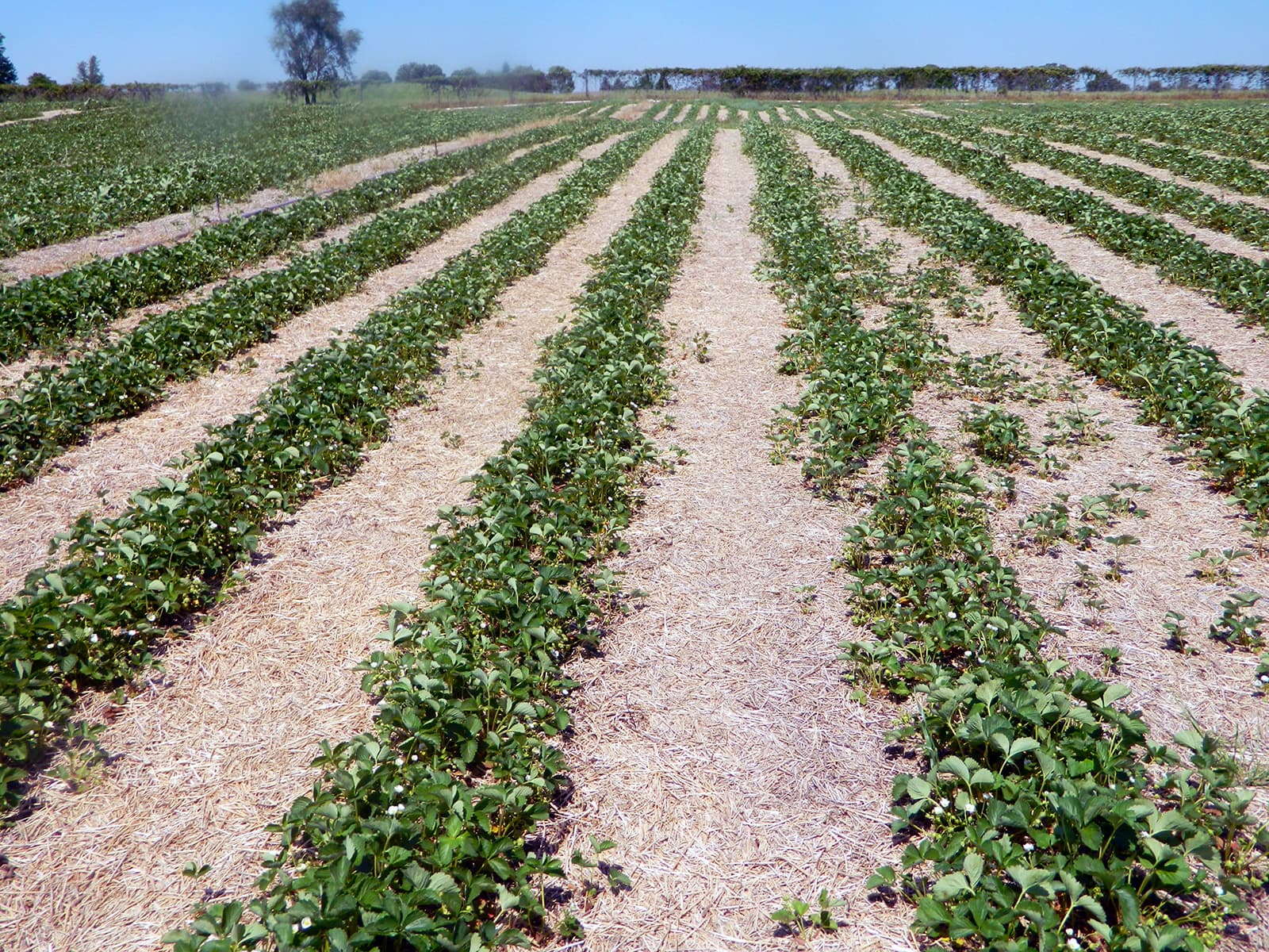 Rows of strawberry plants growing in an open field