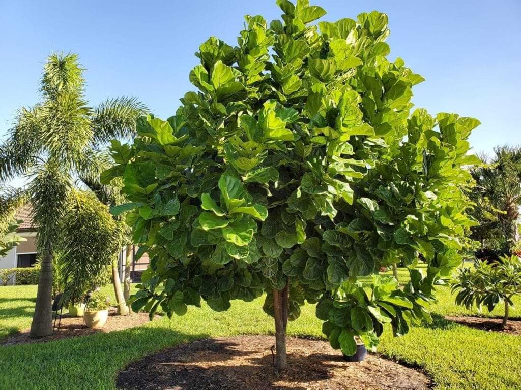 Fiddle-leaf fig plant growing outdoors with large green leaves