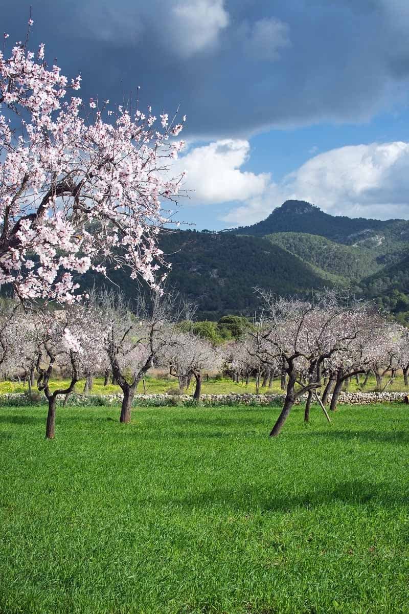 Rows of almond trees in an orchard