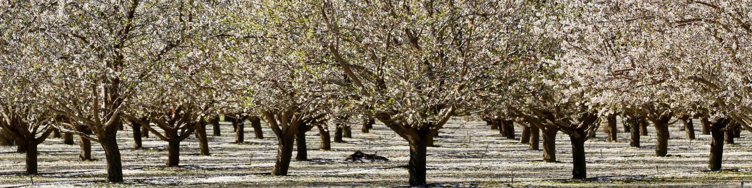 Nut trees in a California orchard