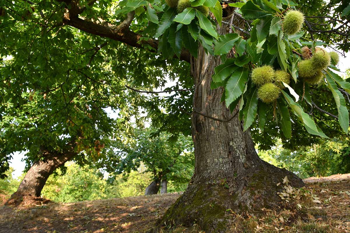 Chestnuts and chestnut varieties arranged for comparison