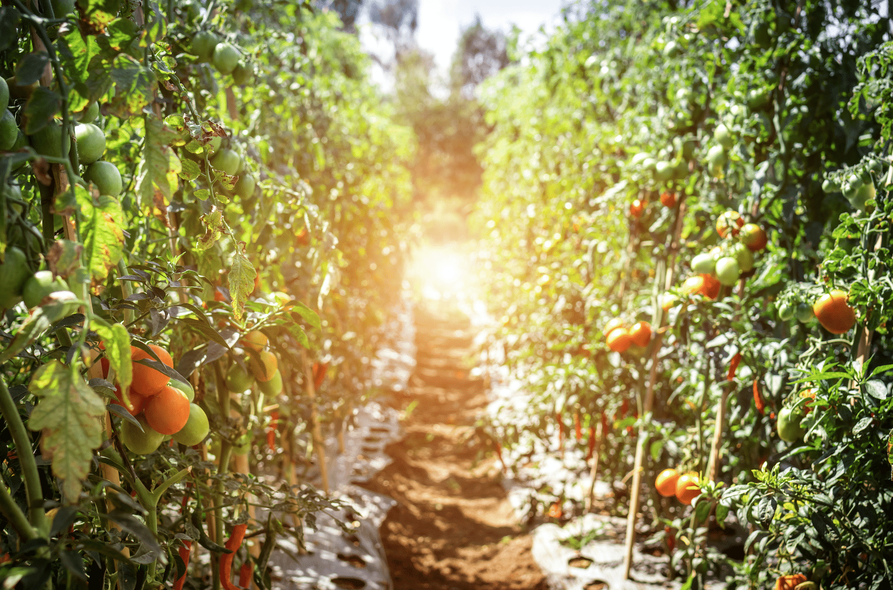 Tomato foliage and fruit in a cultivated growing setting