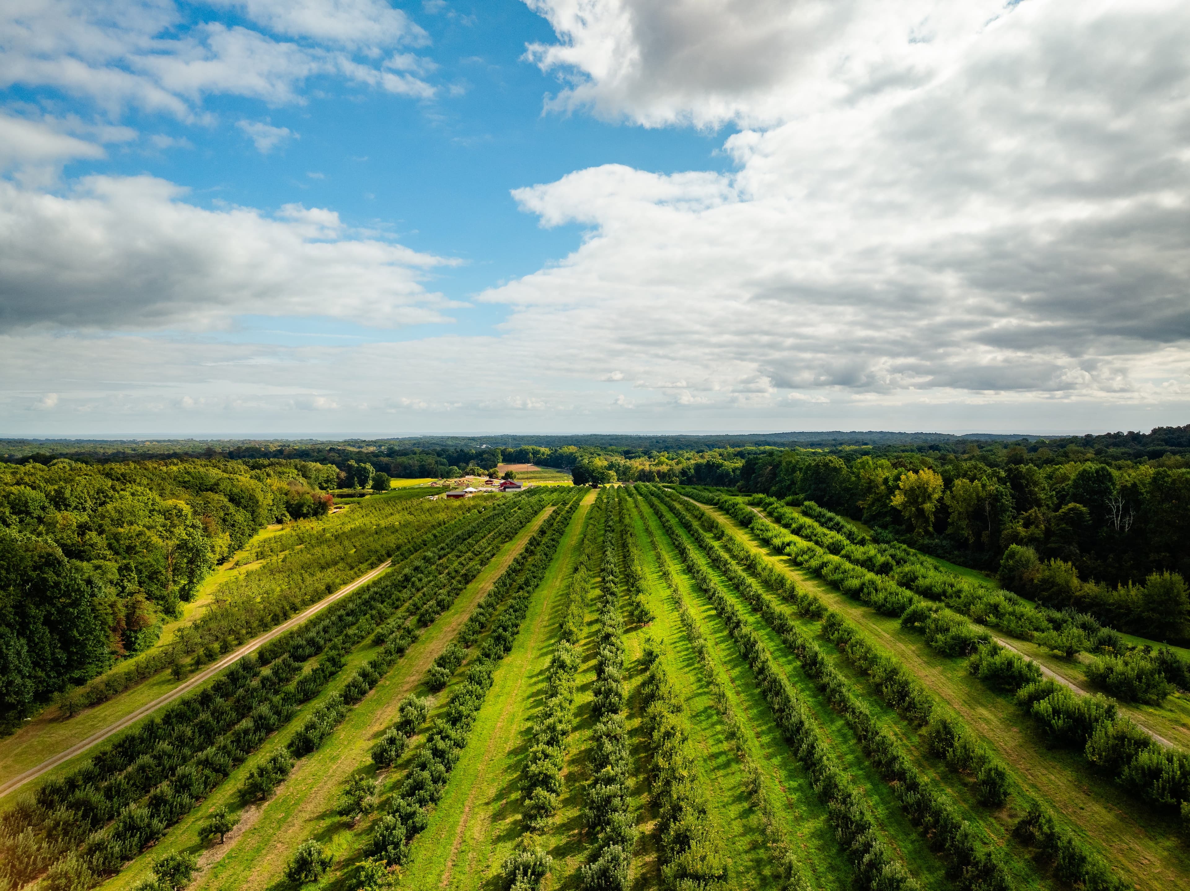 Apple and pear orchard trees