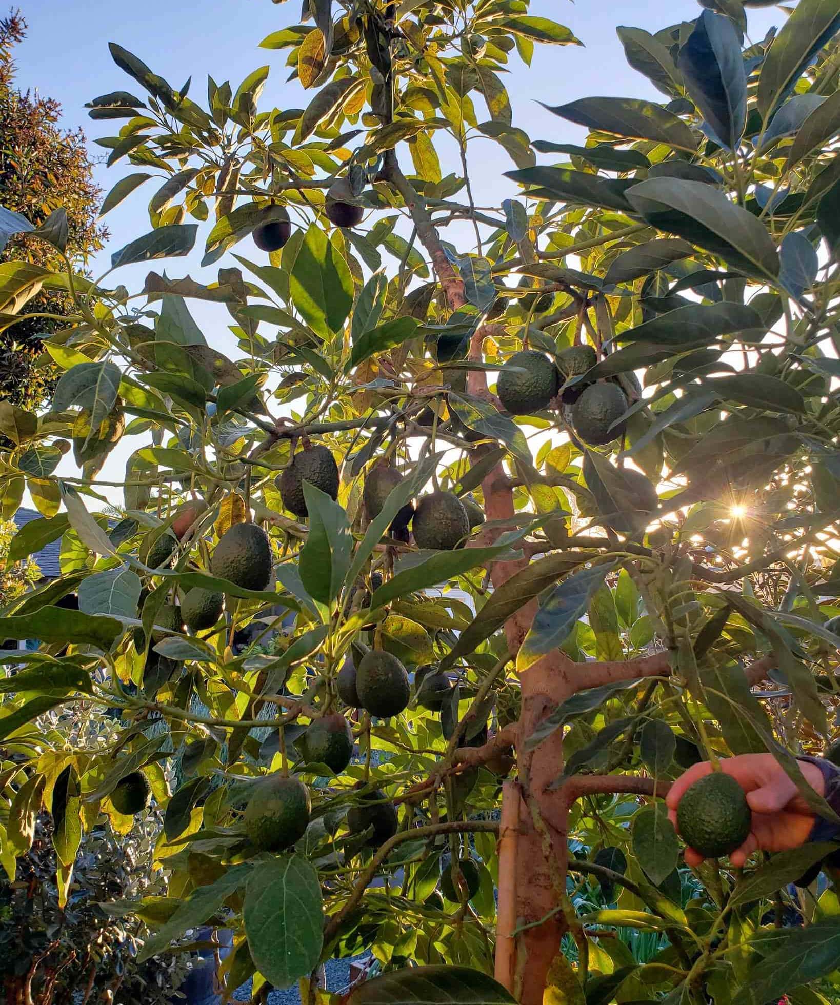 Avocados growing among the leaves of a cultivated tree
