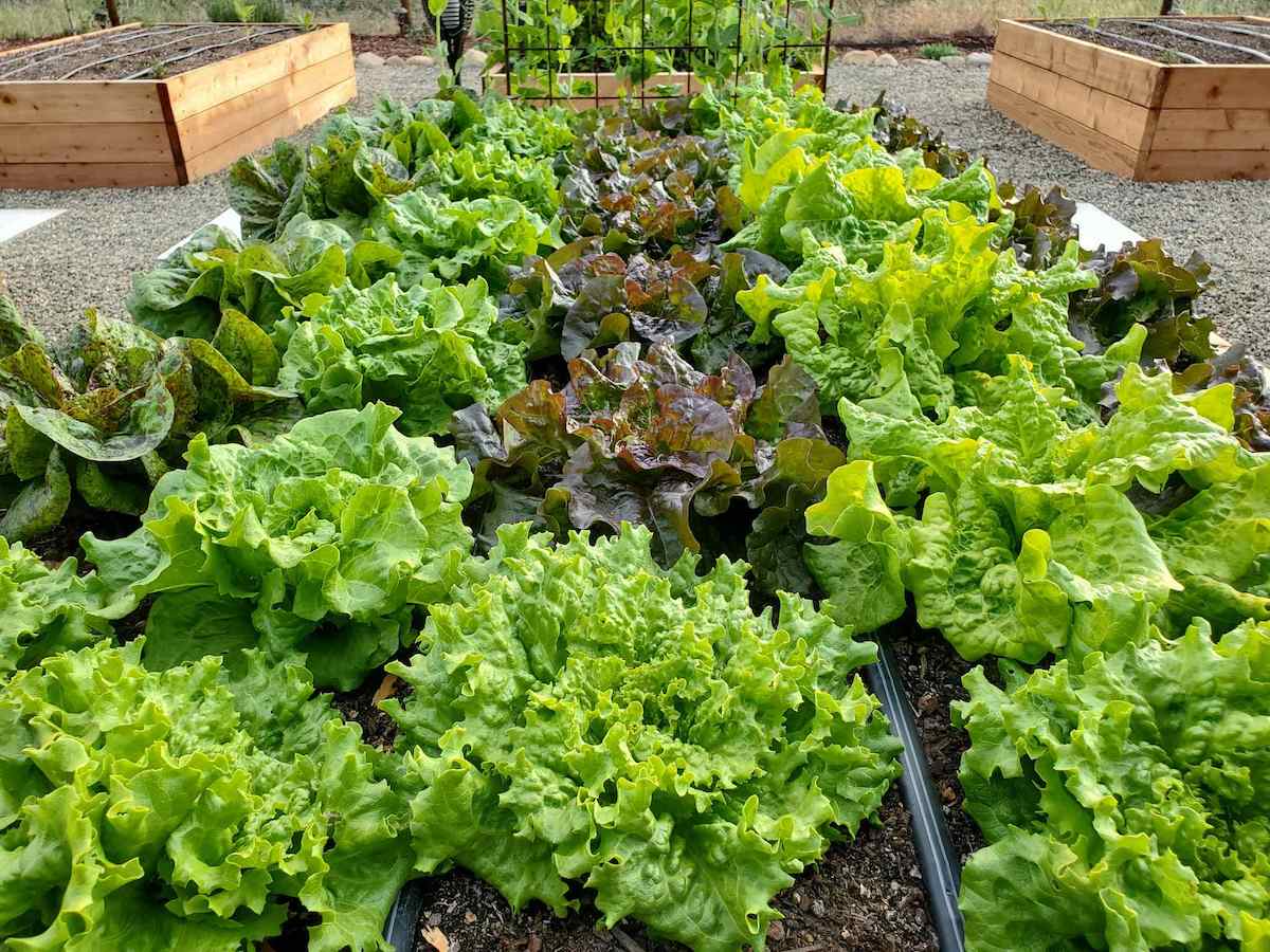 Rows of young lettuce seedlings growing in a garden bed