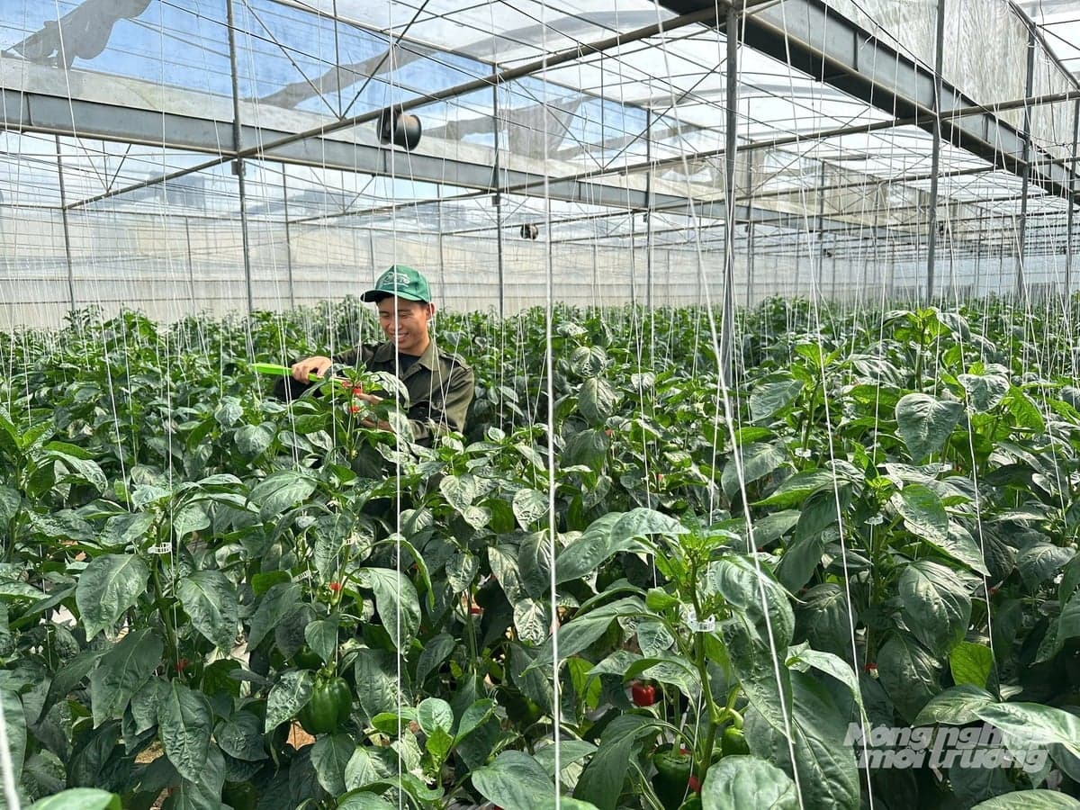 Greenhouse pepper plants with dense green foliage