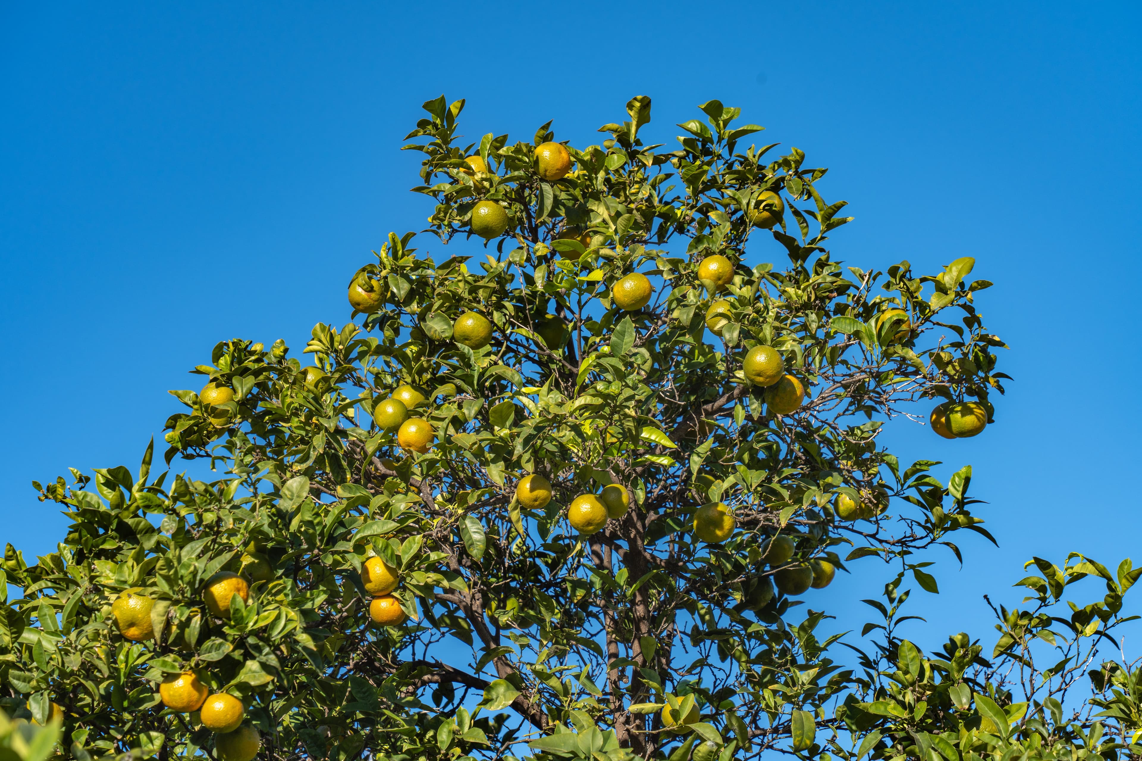 Valencia oranges hanging on a tree beneath a clear blue sky