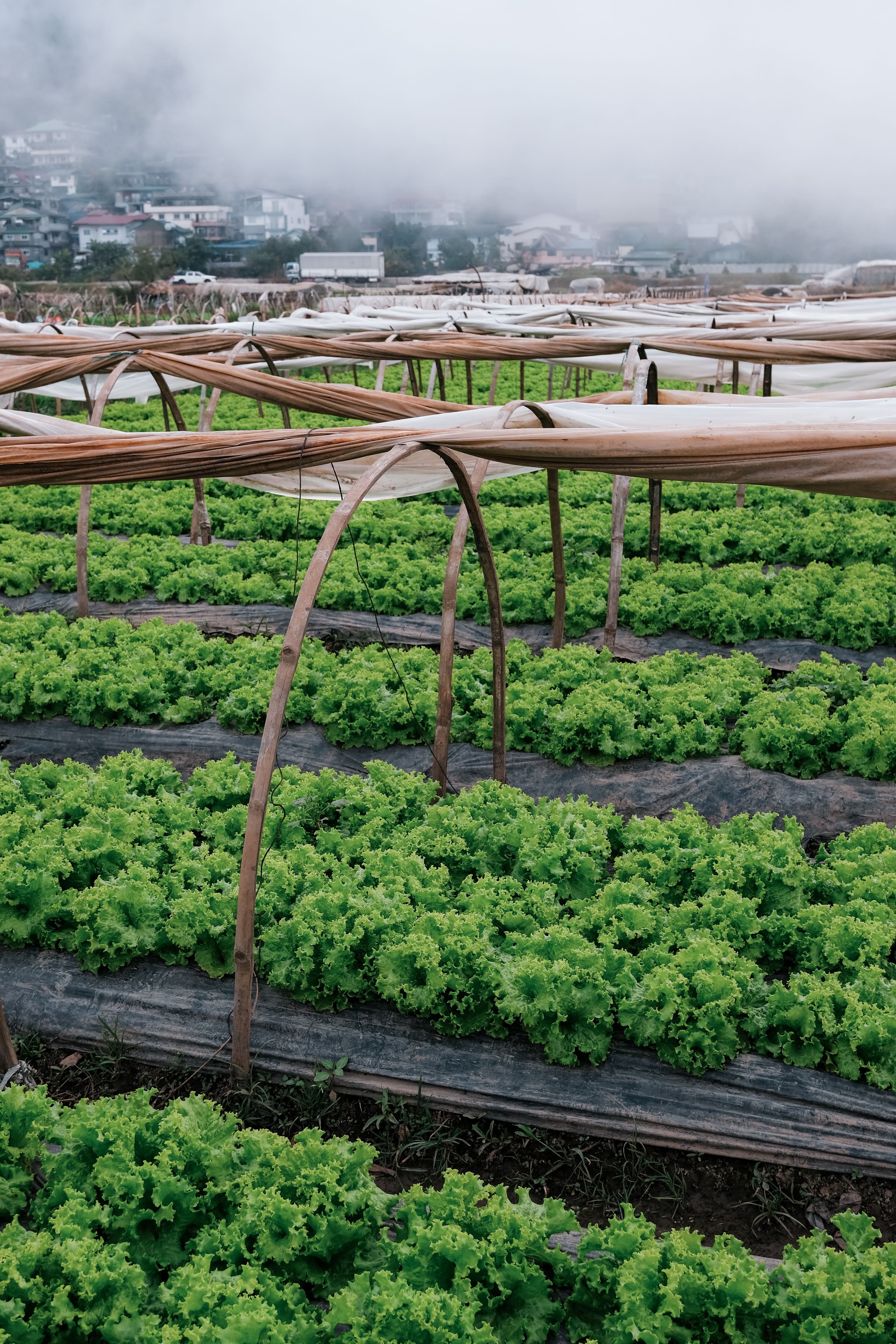 Rows of lush lettuce growing in a cultivated field