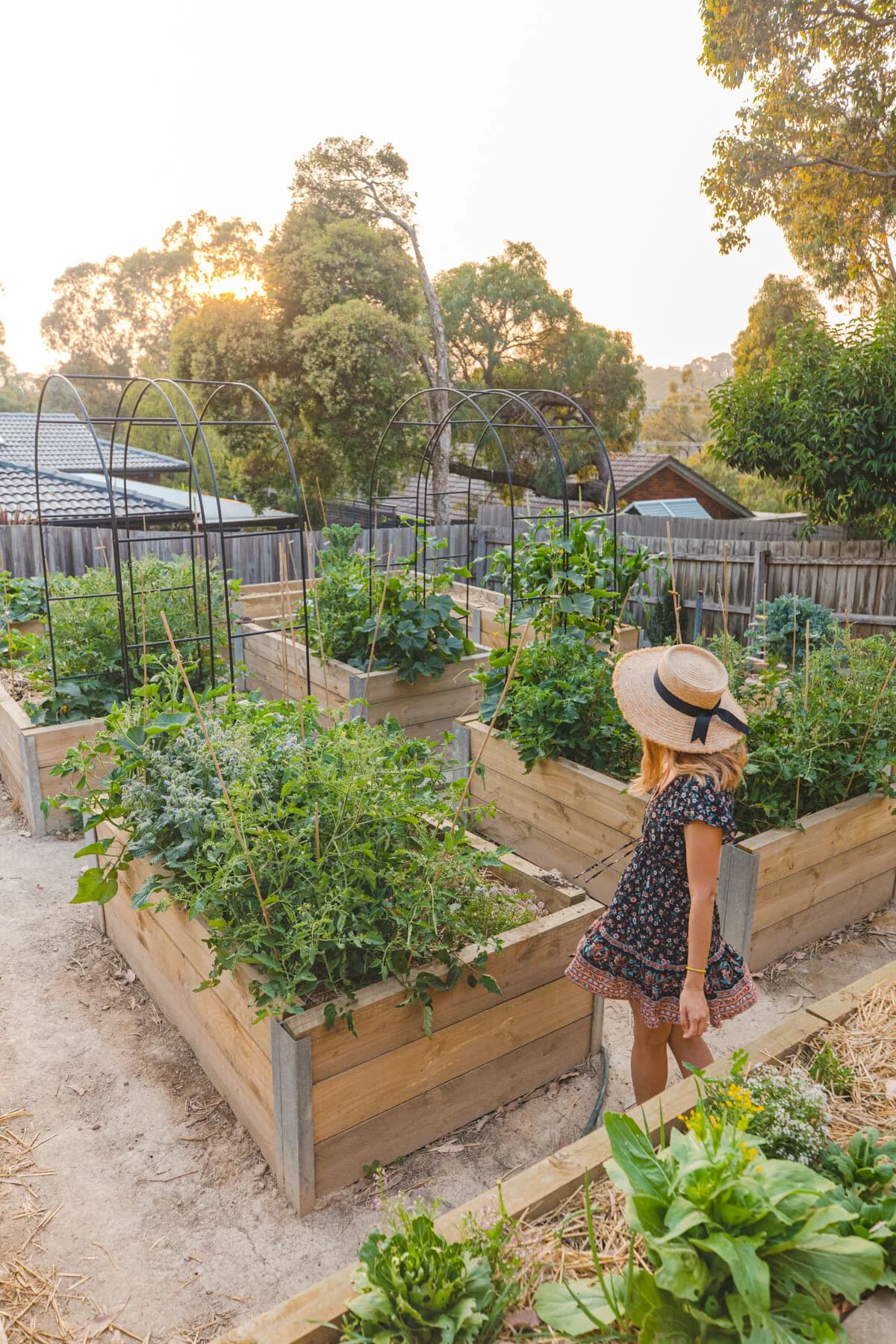 Rows of leafy vegetable plants growing in a garden bed