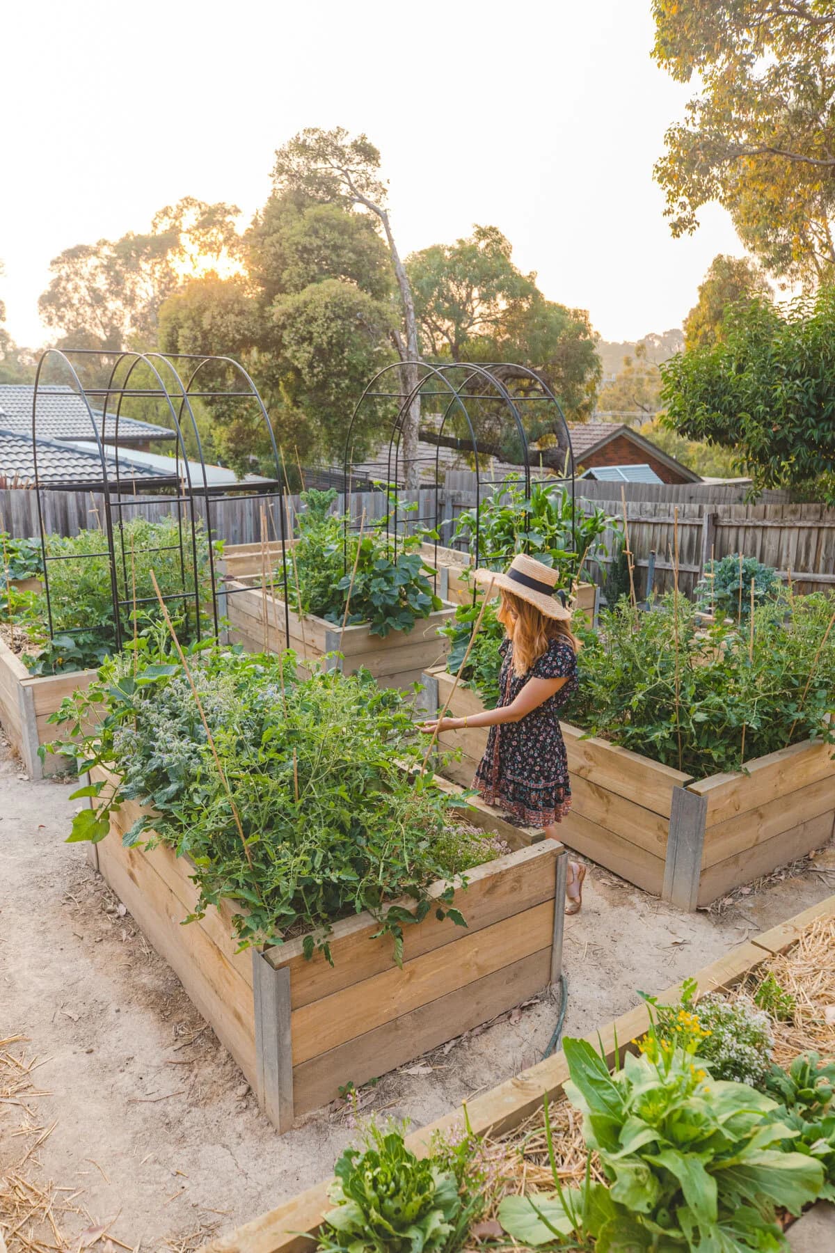 Vegetable plants growing in a garden bed
