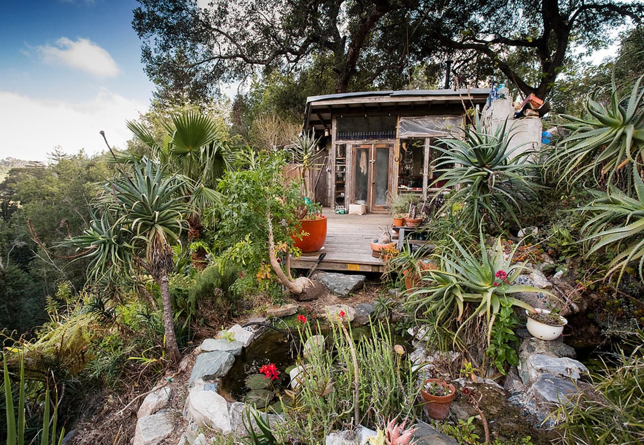 Large aloe plants growing beside a house in a California garden