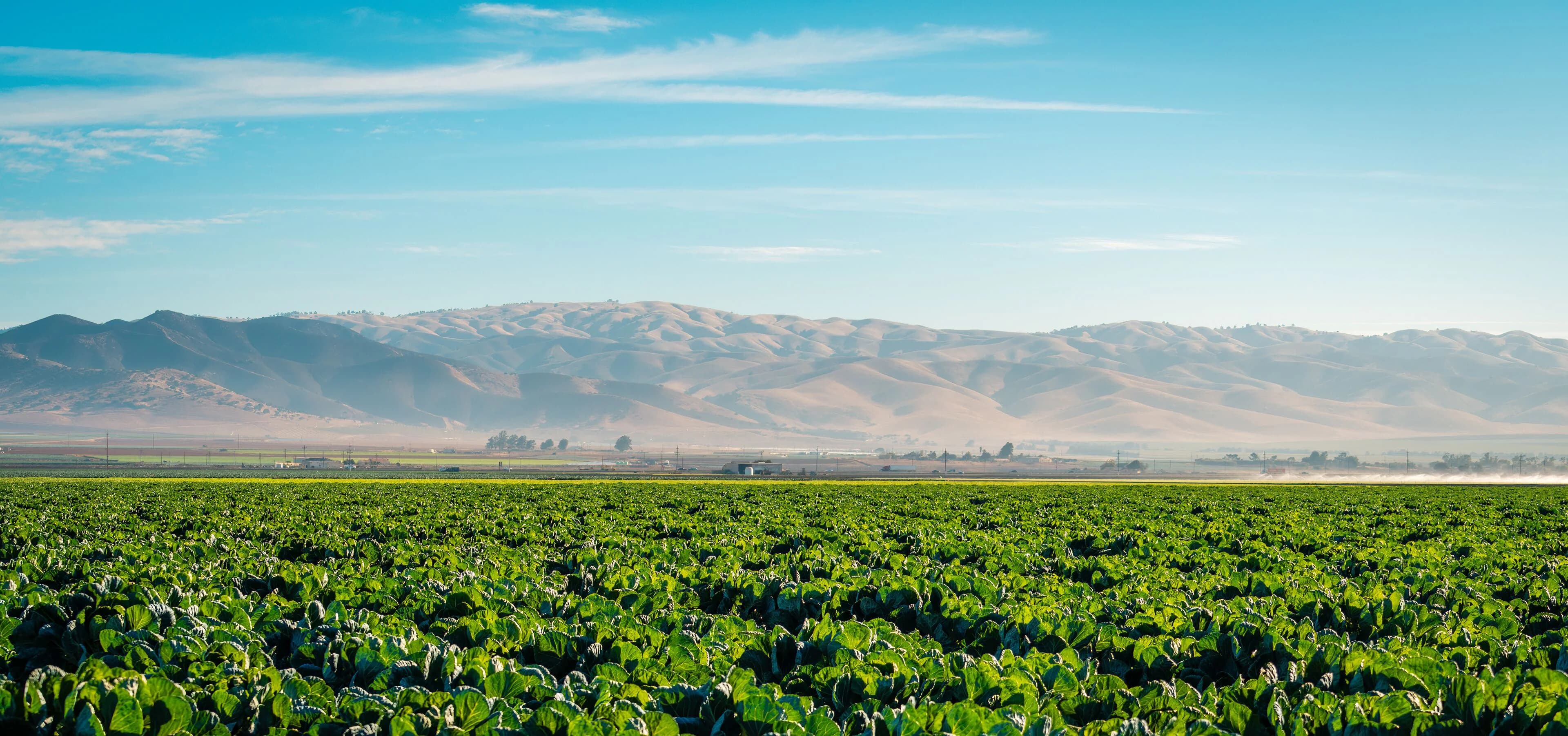 California agricultural landscape supplied as the story's hero image