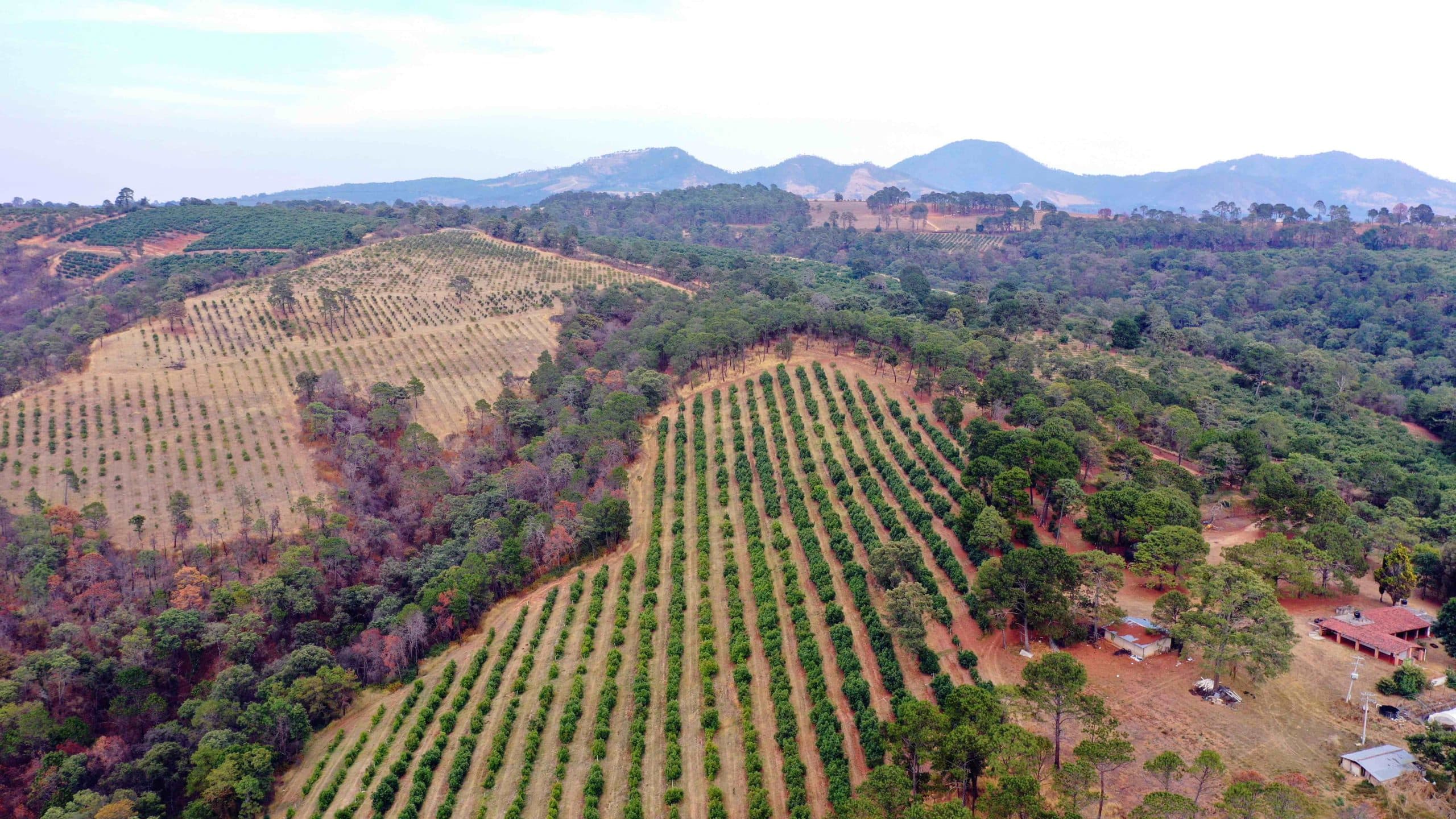 Avocados growing on trees in a rural orchard