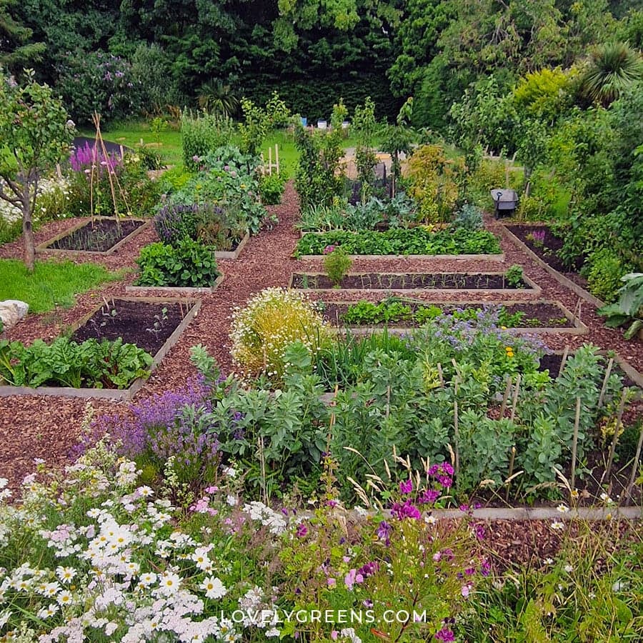 Overhead garden layout showing planted beds and paths