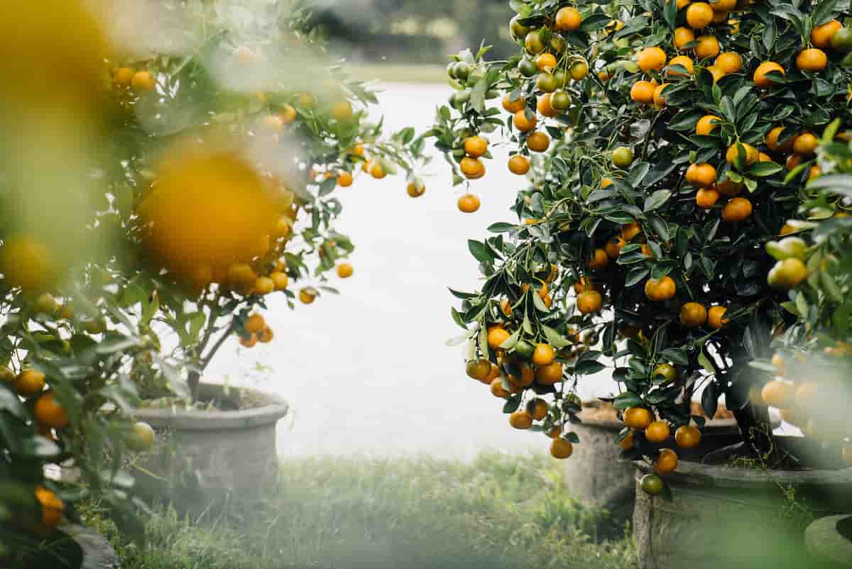 Potted mandarin trees with green foliage and developing fruit