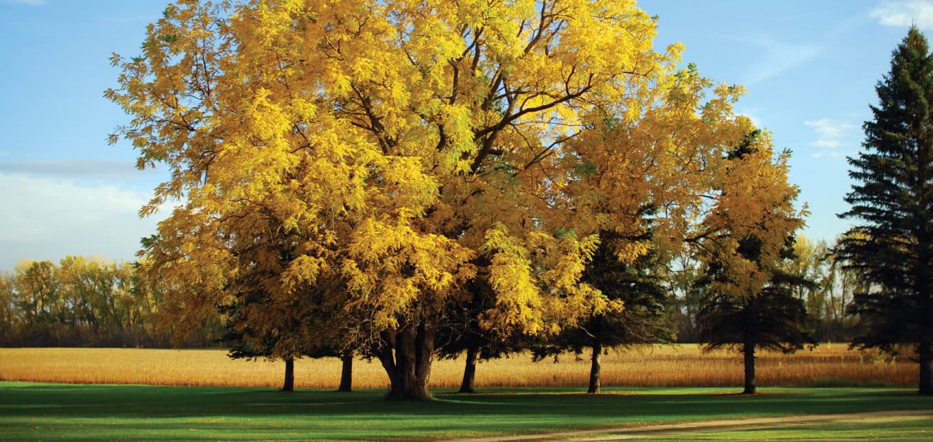 Walnuts growing on the branches of a mature walnut tree