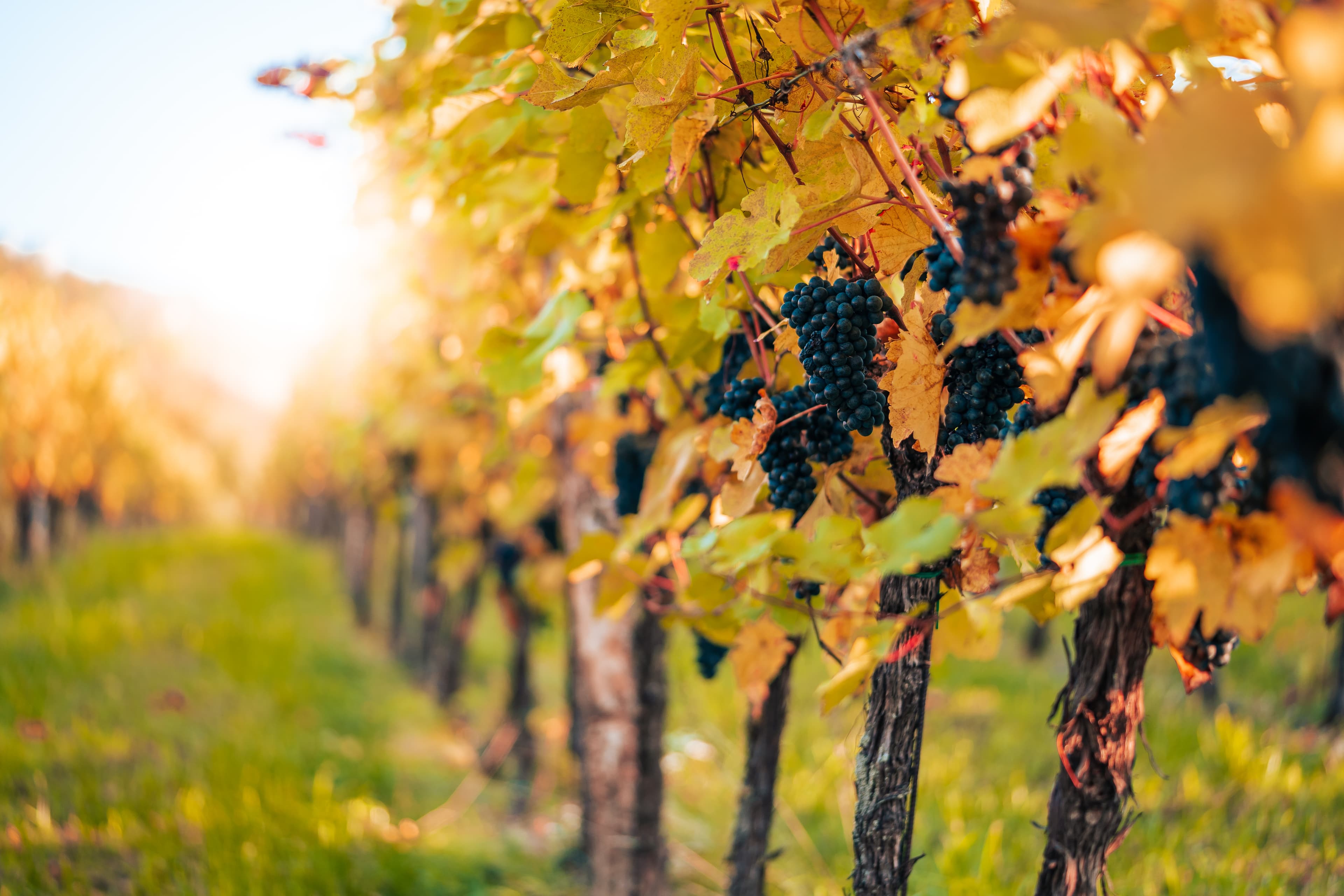 Rows of blue table grapes hanging from vines in a vineyard