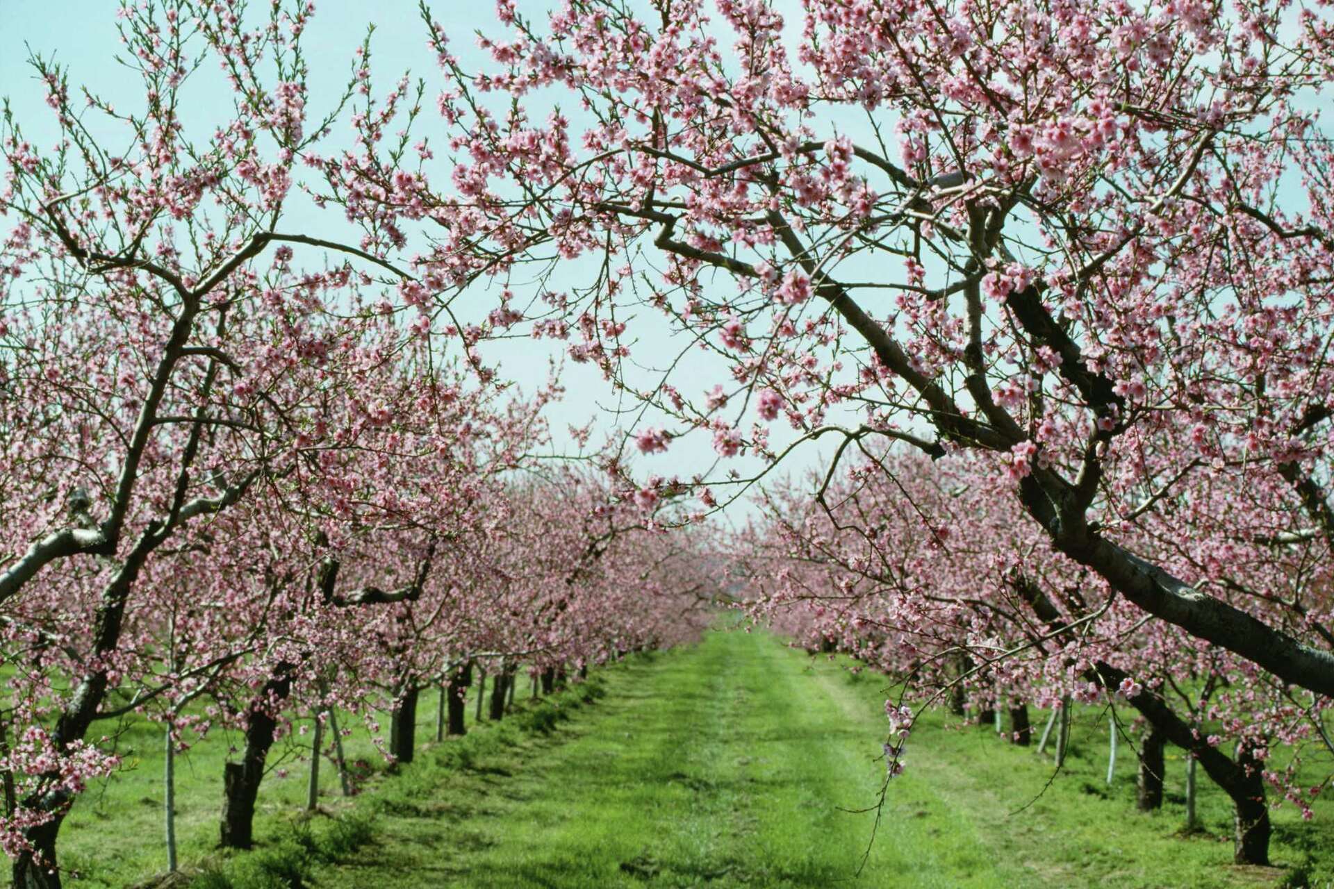 Peach trees in a California orchard