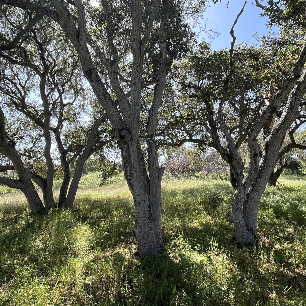Mature trees lining a landscaped area in Santa Cruz County