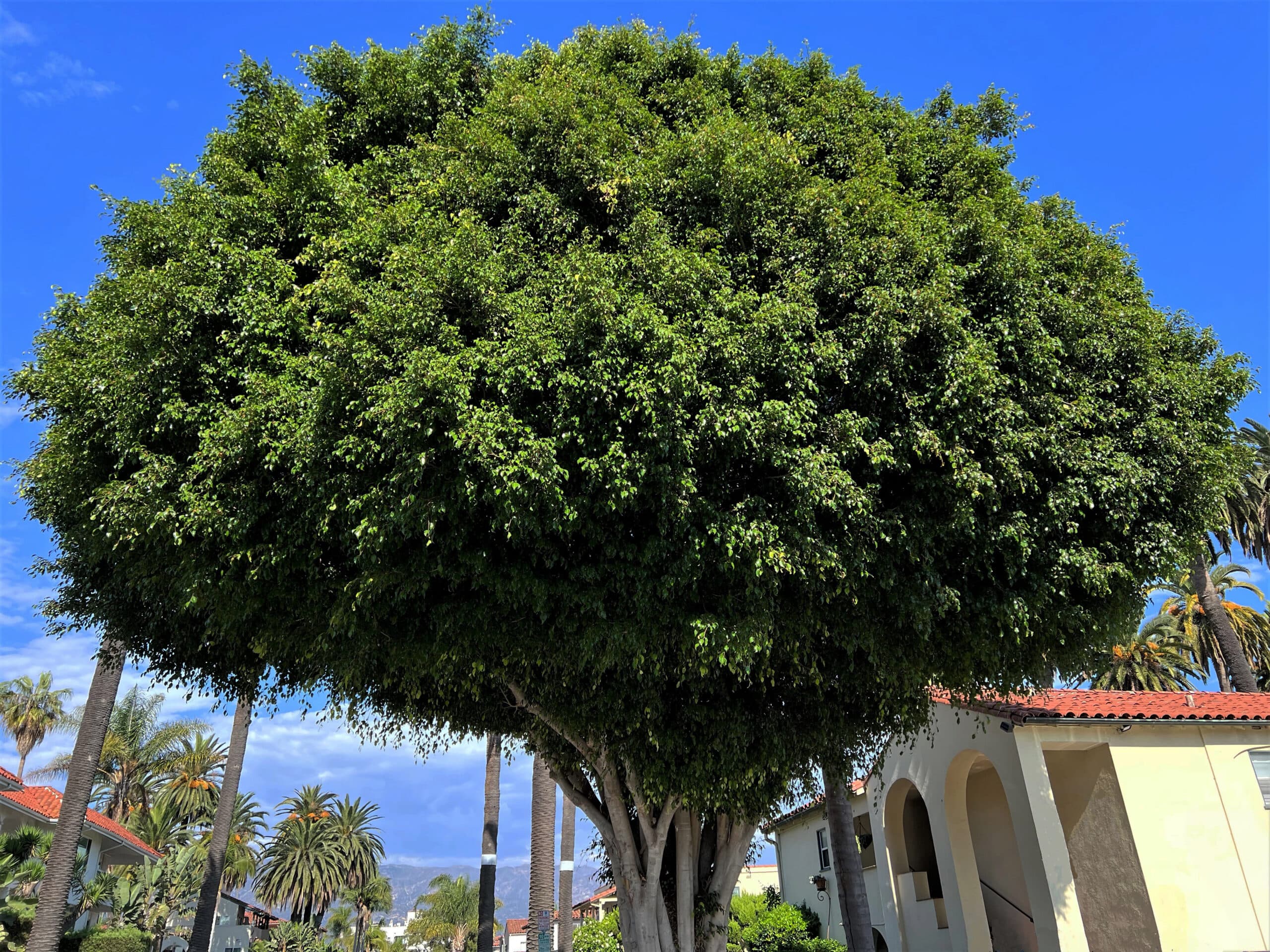 Weeping fig tree with long hanging branches and green leaves