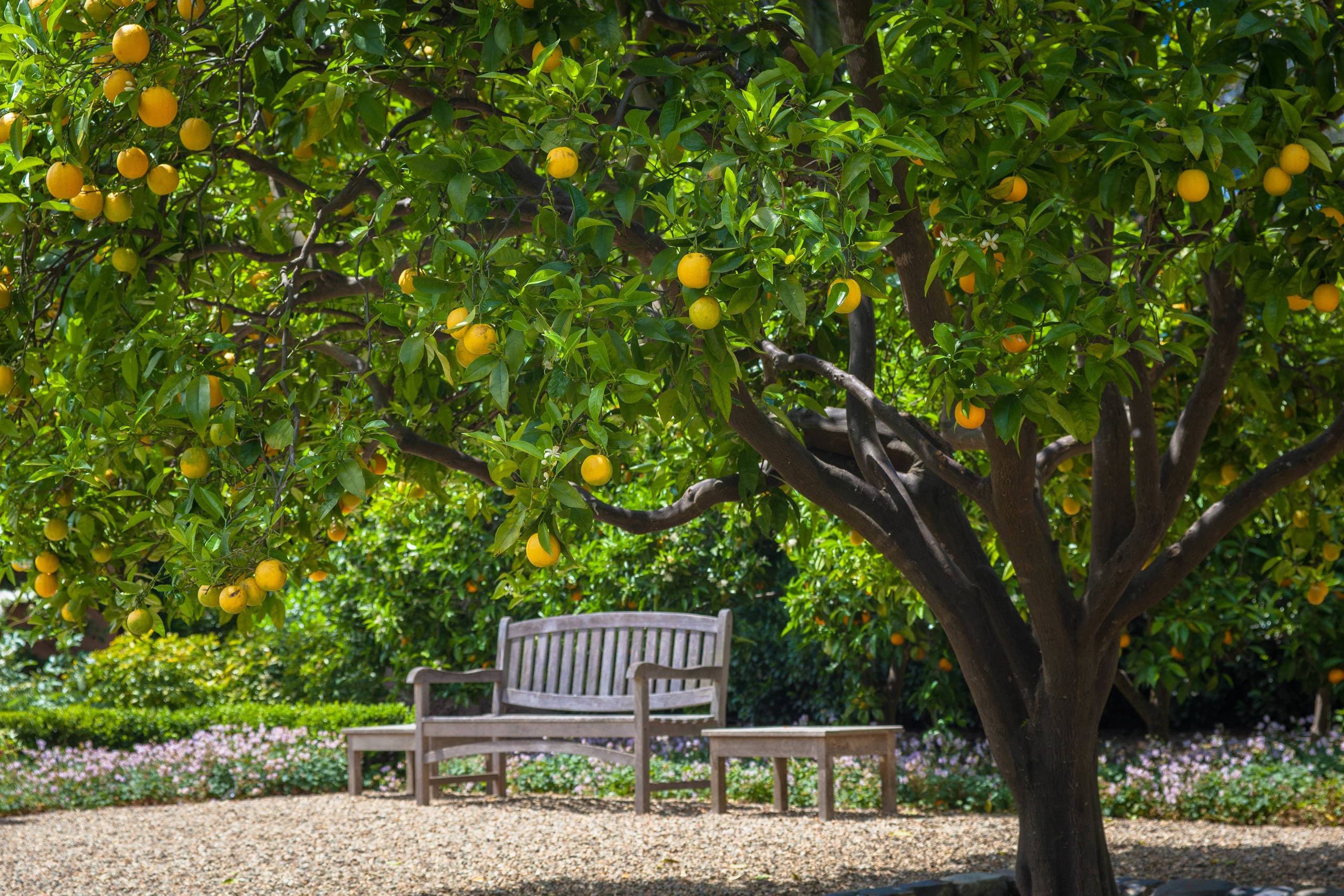 Citrus tree with dense green foliage and fruit