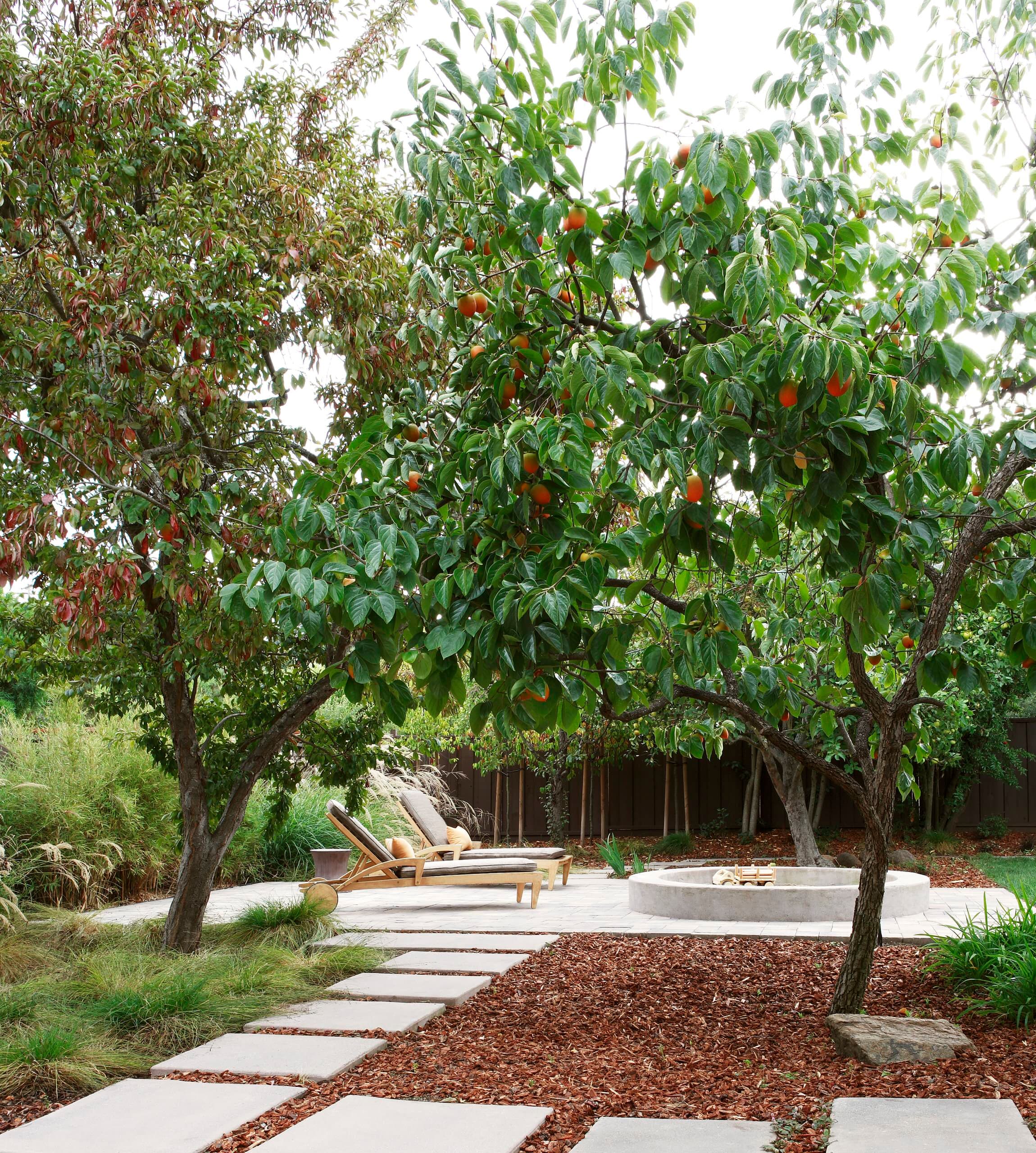 Fruit trees in a Pennsylvania orchard
