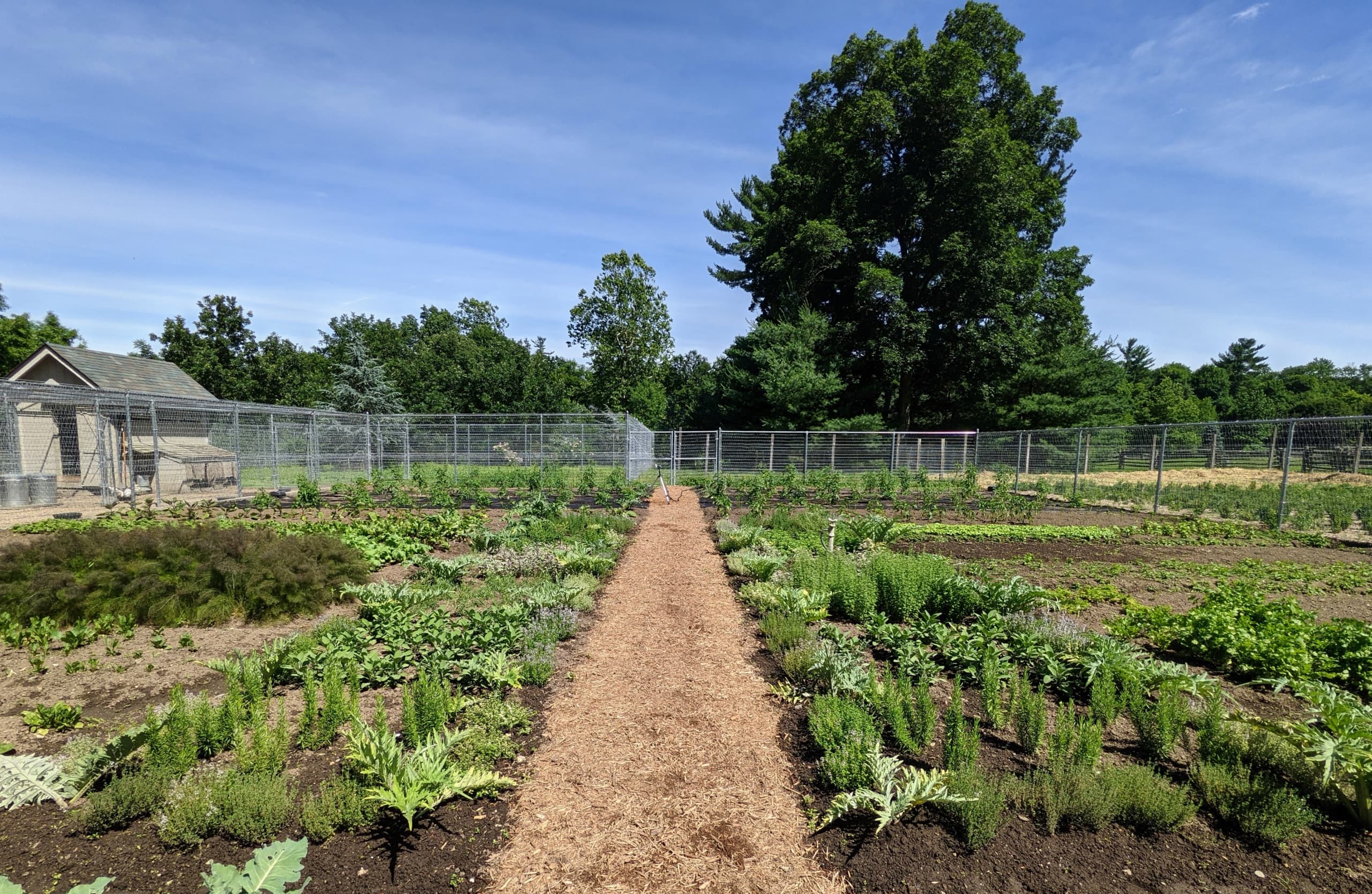 Outdoor agricultural scene photographed with a mobile phone