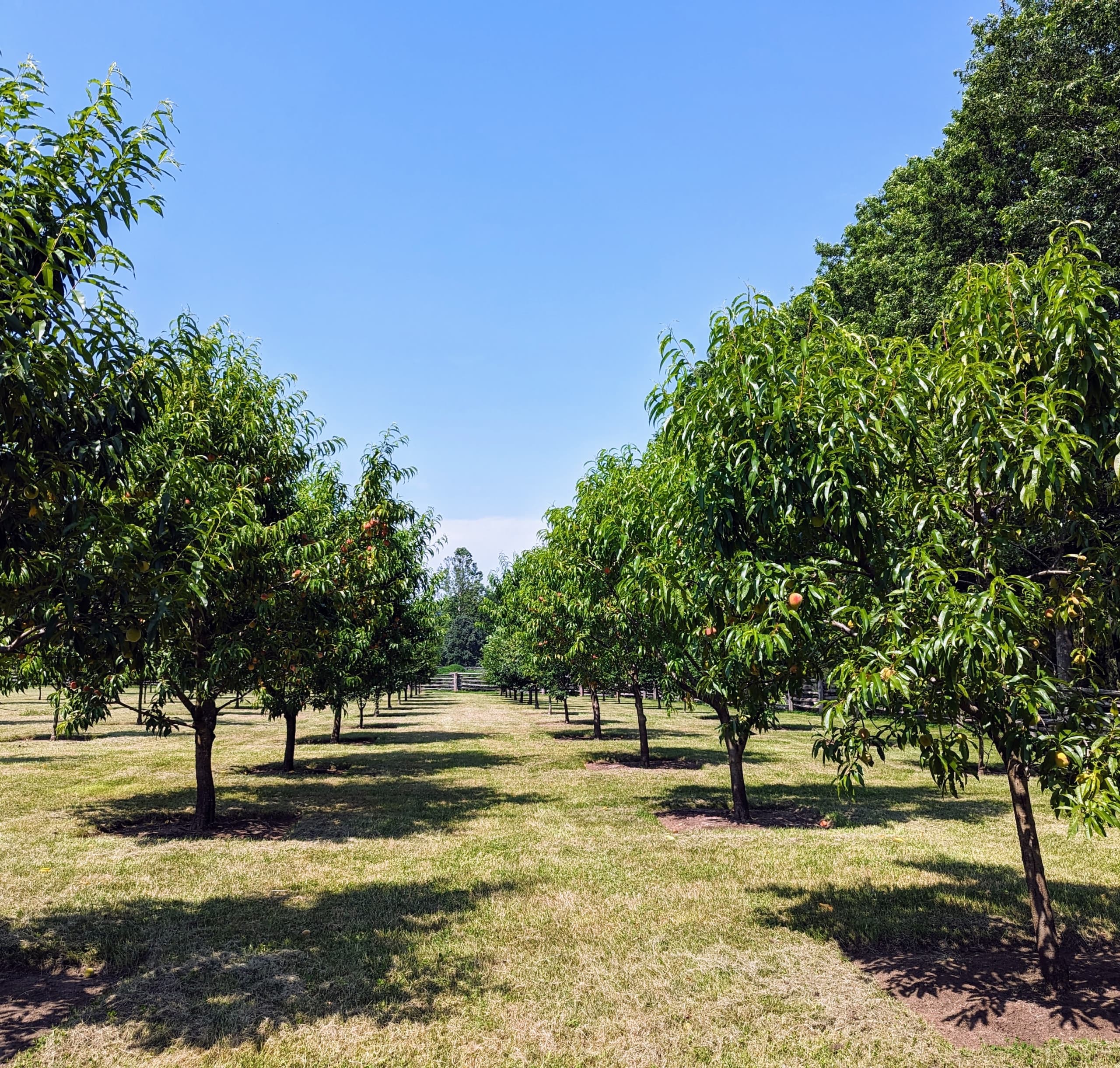 Stone fruit growing on a tree in a California orchard