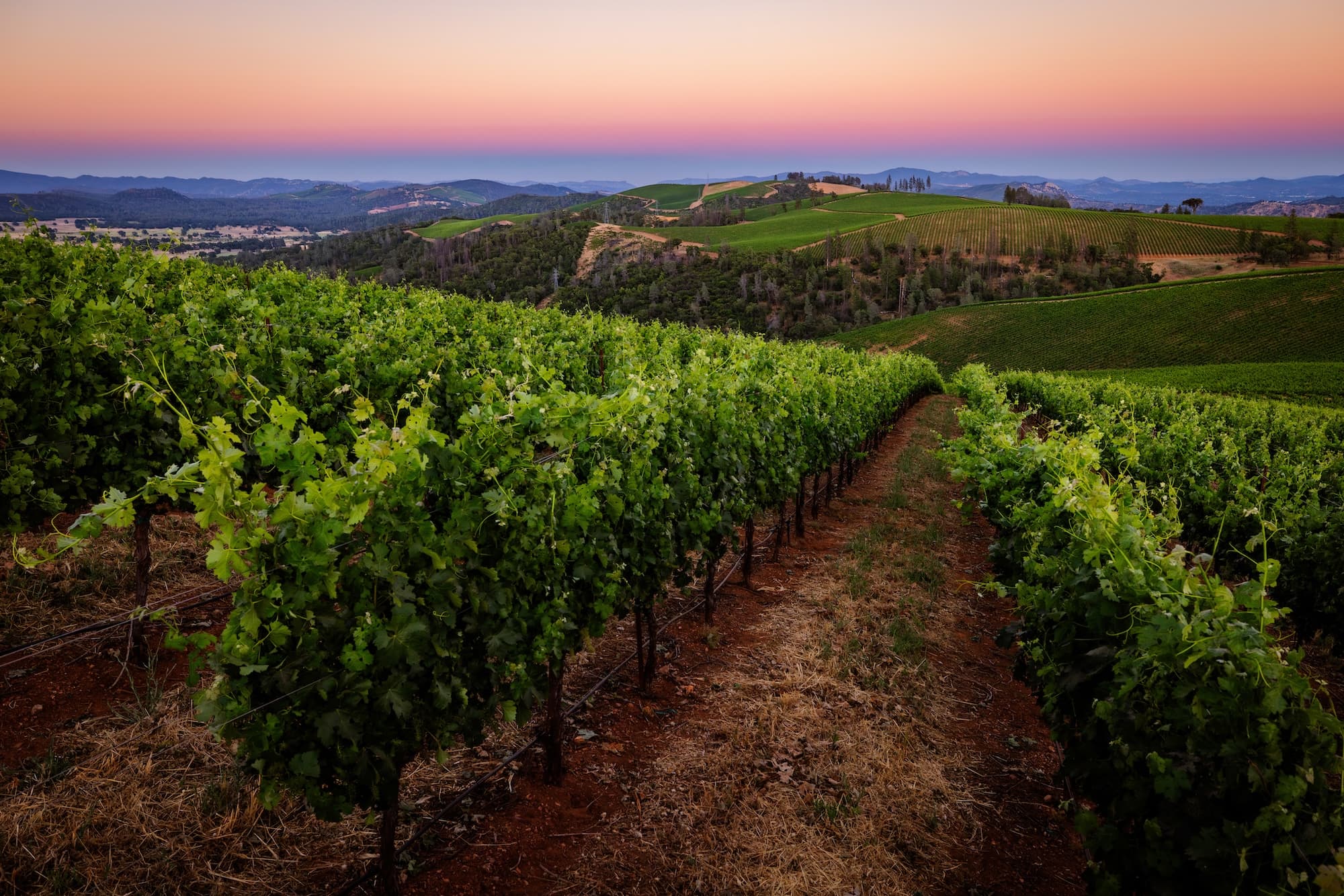 Rows of grapevines at a California winery estate