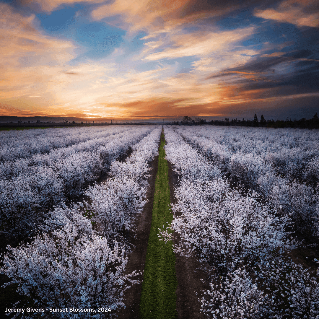 Almond trees in an orchard near Modesto, California
