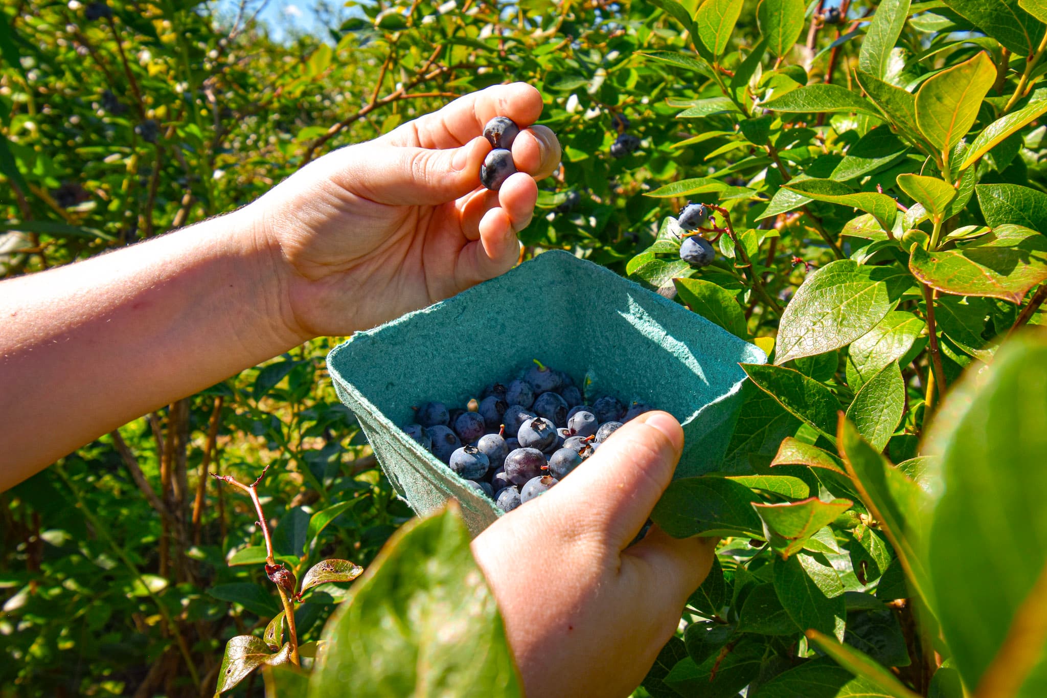 Blueberries growing in a Maine field