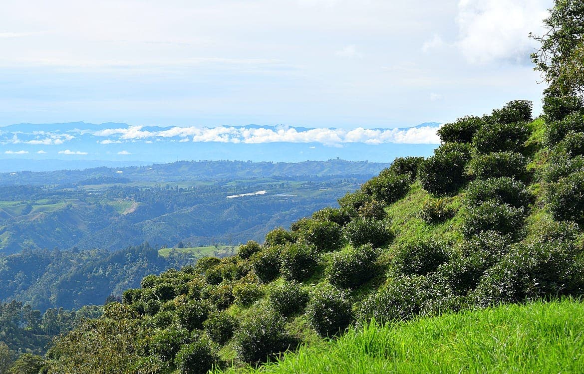 Avocado trees in a cultivated orchard