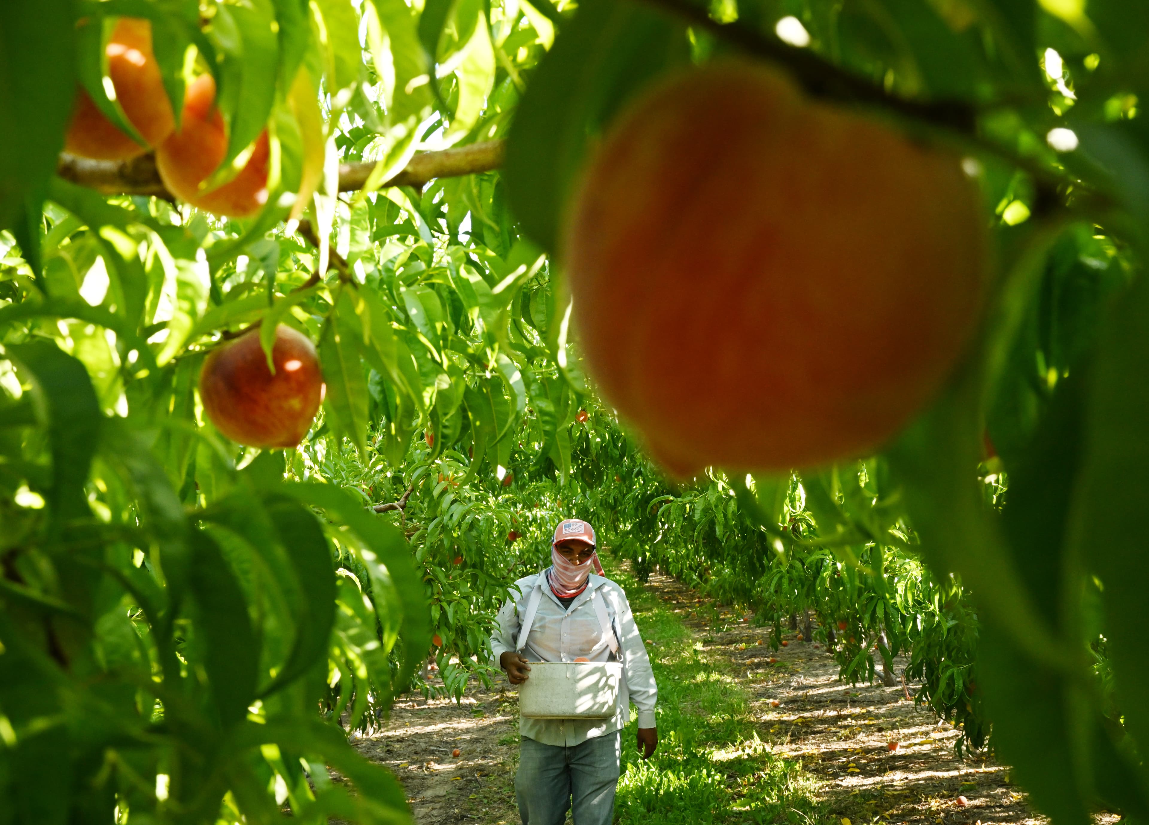 Ripe peaches hanging from branches in an orchard