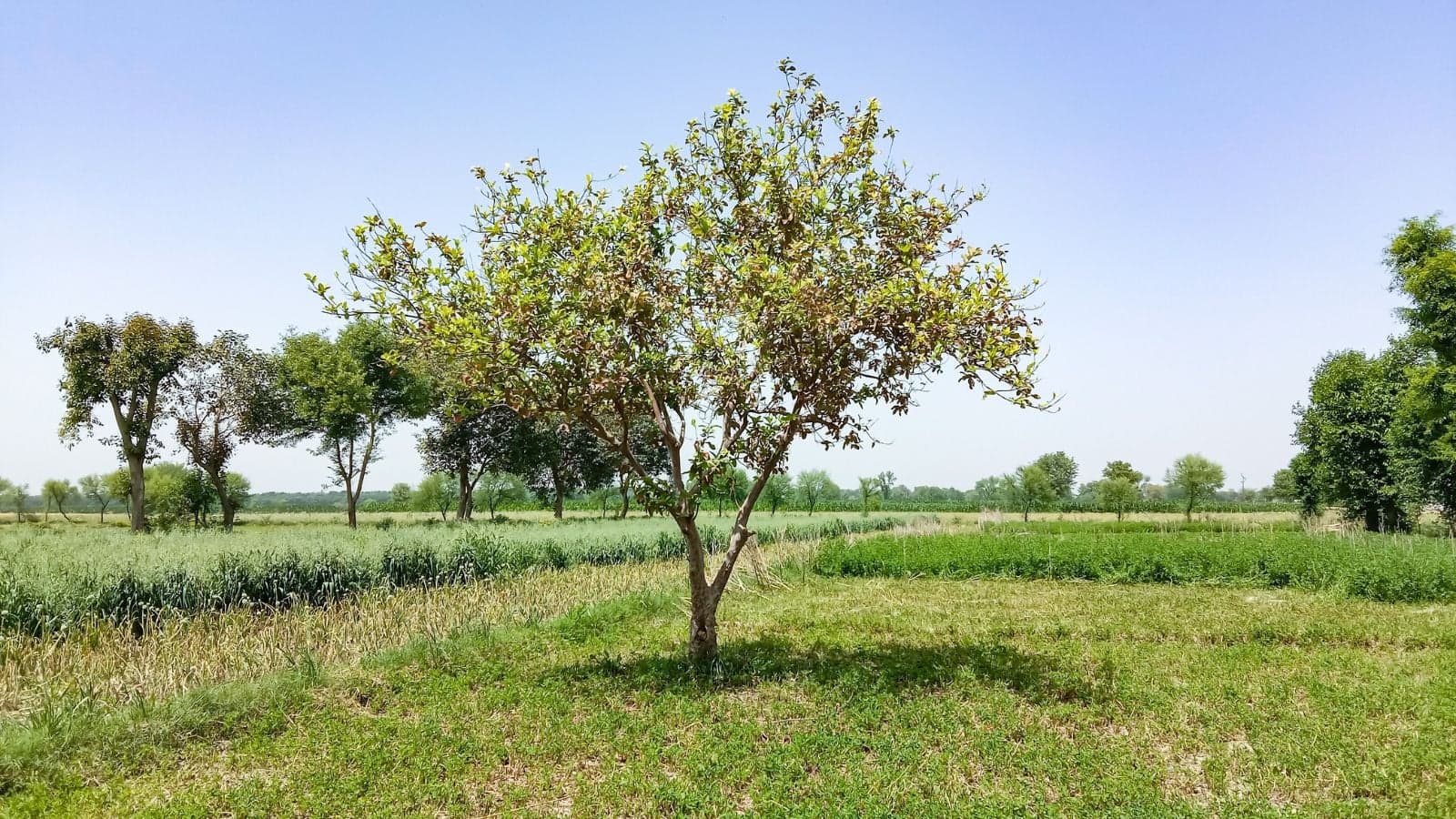 Developing fruit hanging from a green fruit-bearing plant