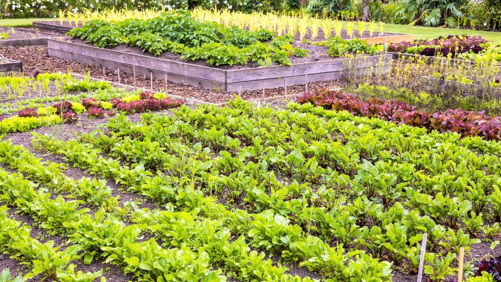 Illustrated layout plan for a vegetable garden with planting beds and pathways