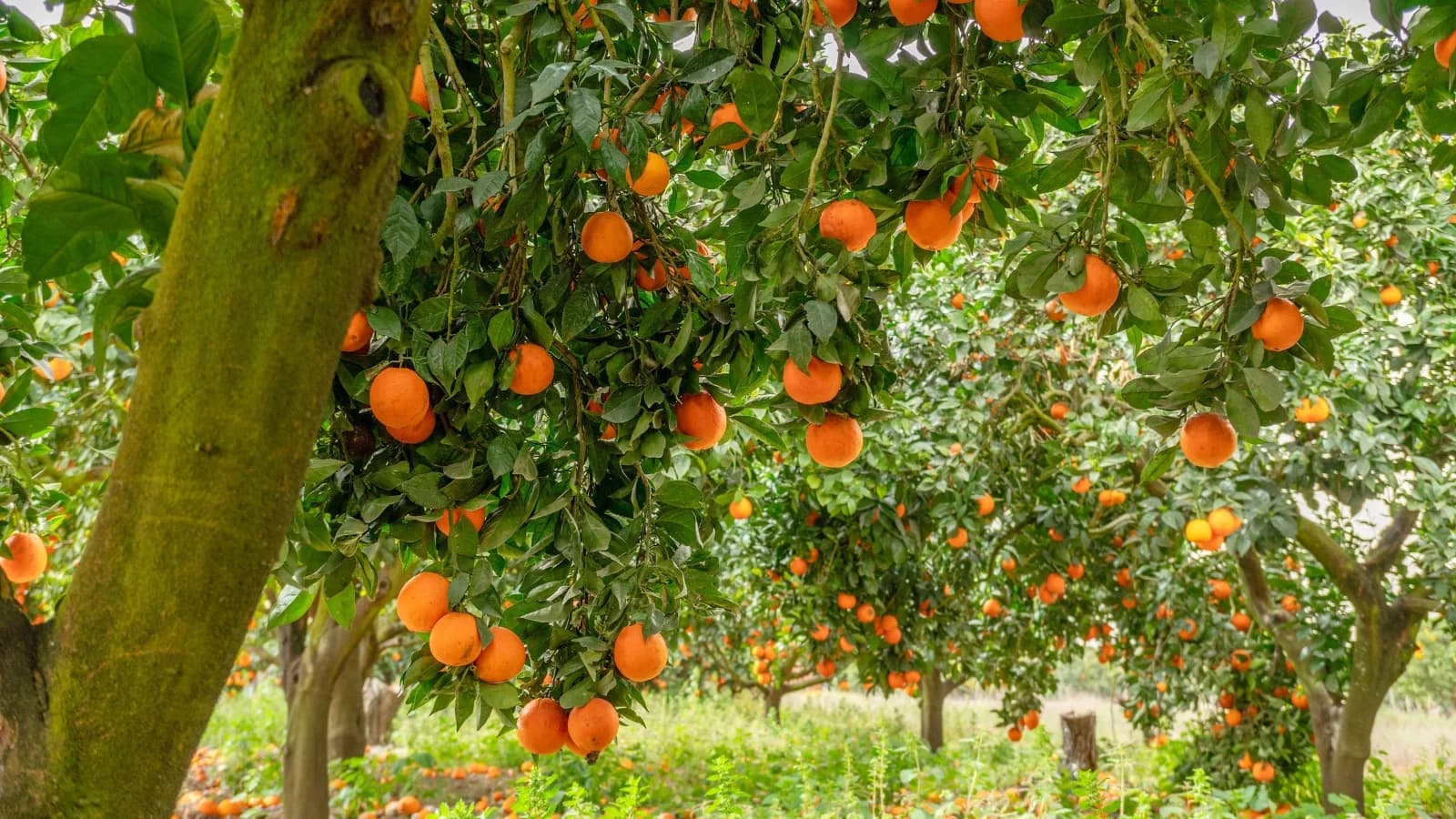Citrus tree with green leaves and orange fruit