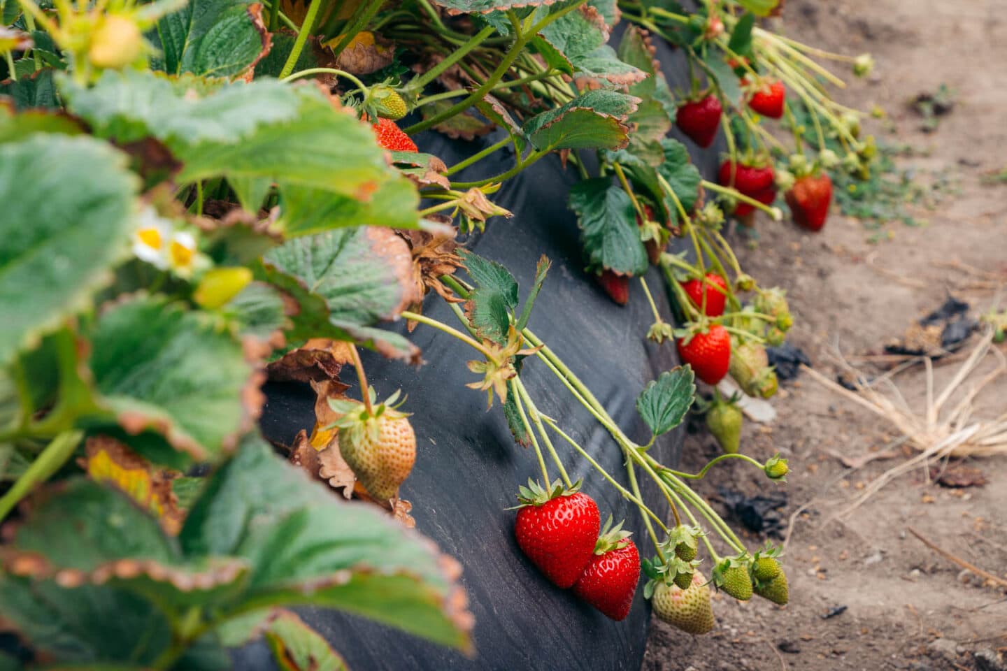 Workers tending rows of strawberry plants on a California farm