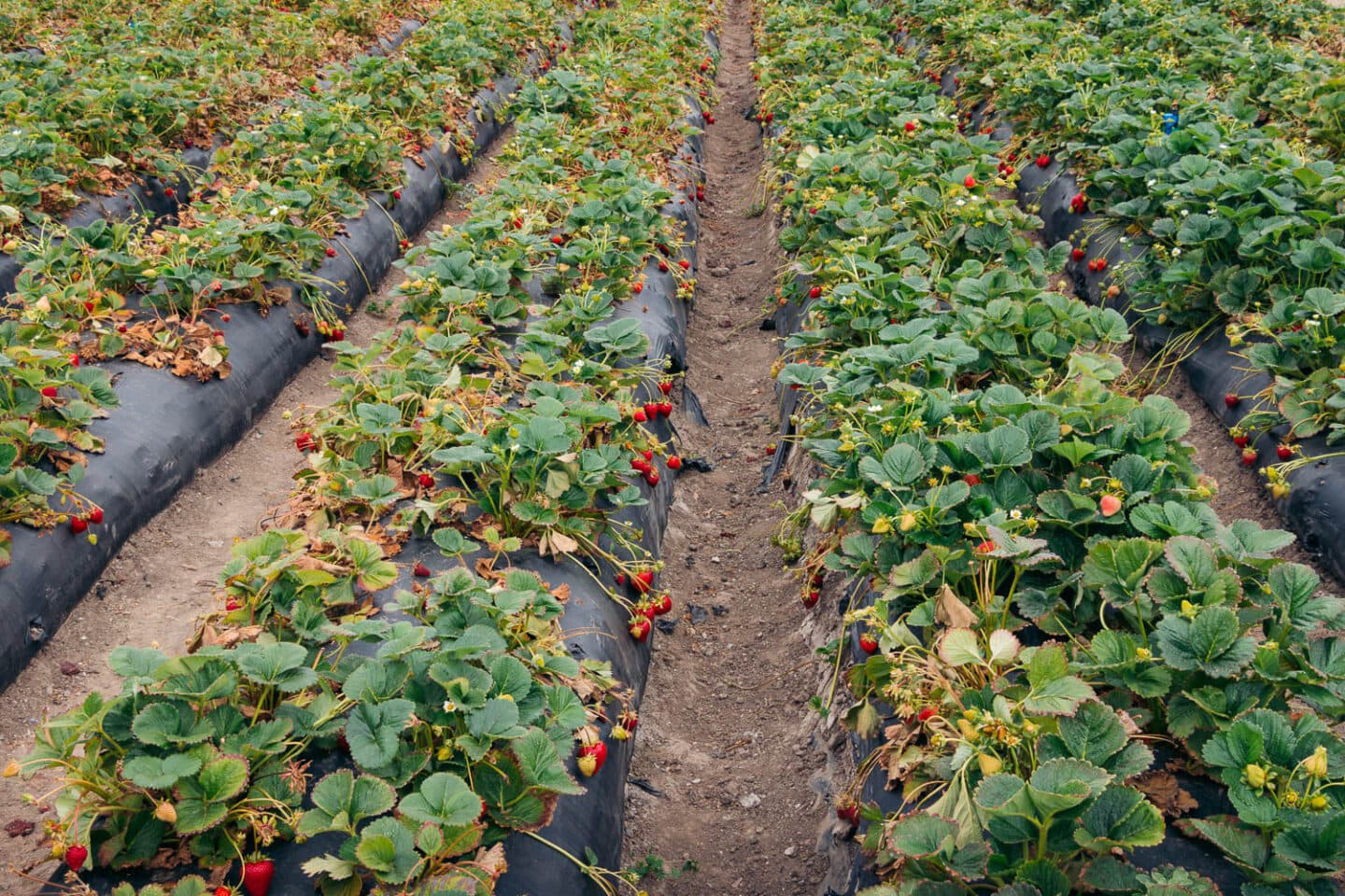 Farmworkers tending rows of strawberries in a California field