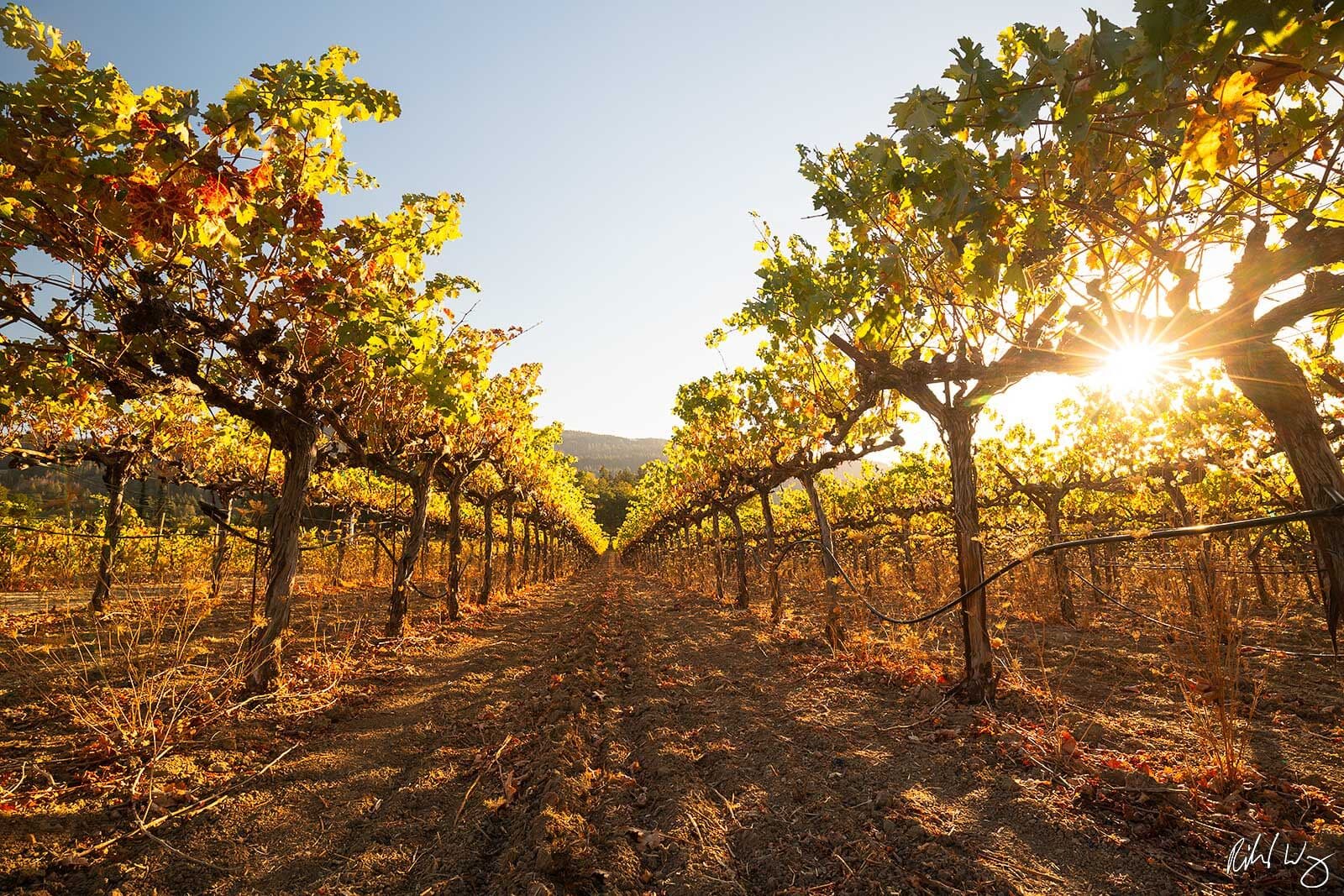 Thorvald robot operating between grapevine rows at Silver Oak Winery in Napa Valley